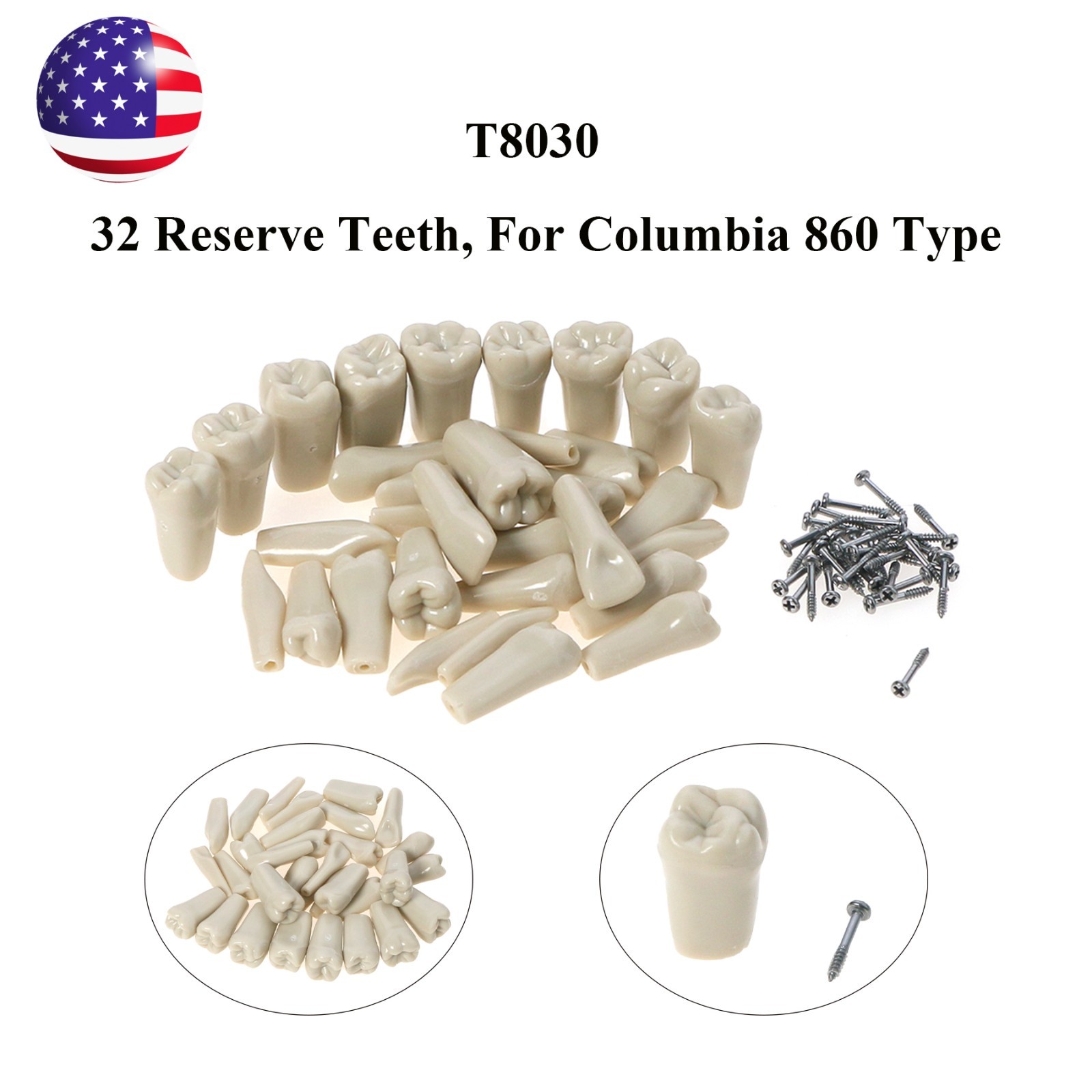 US Columbia 860 Type Dentoform Dental Typodont Model with 32Pcs Removable Teeth