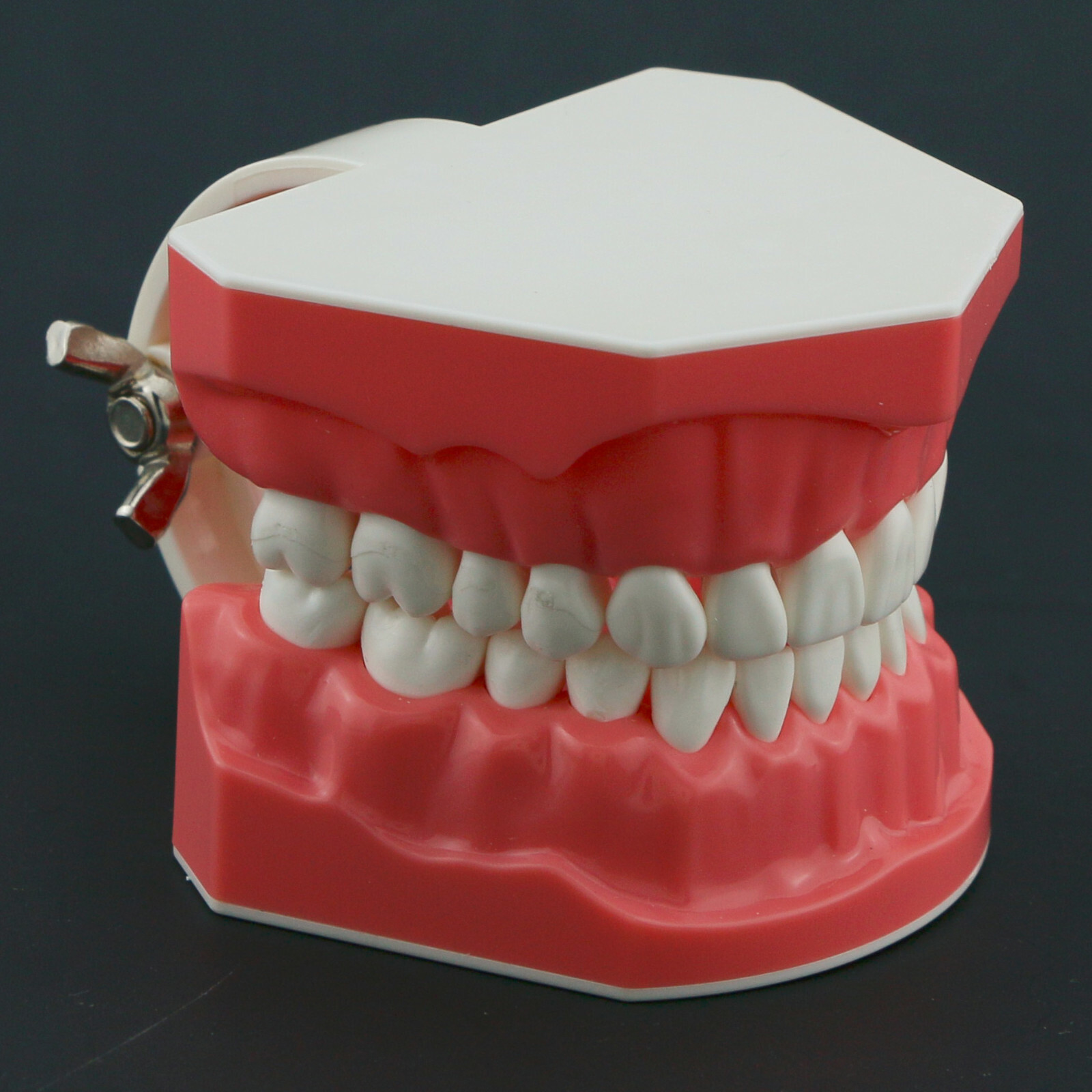 Dental Typodont Model Brushing Flossing Practice Teaching Studying Model M7010-1