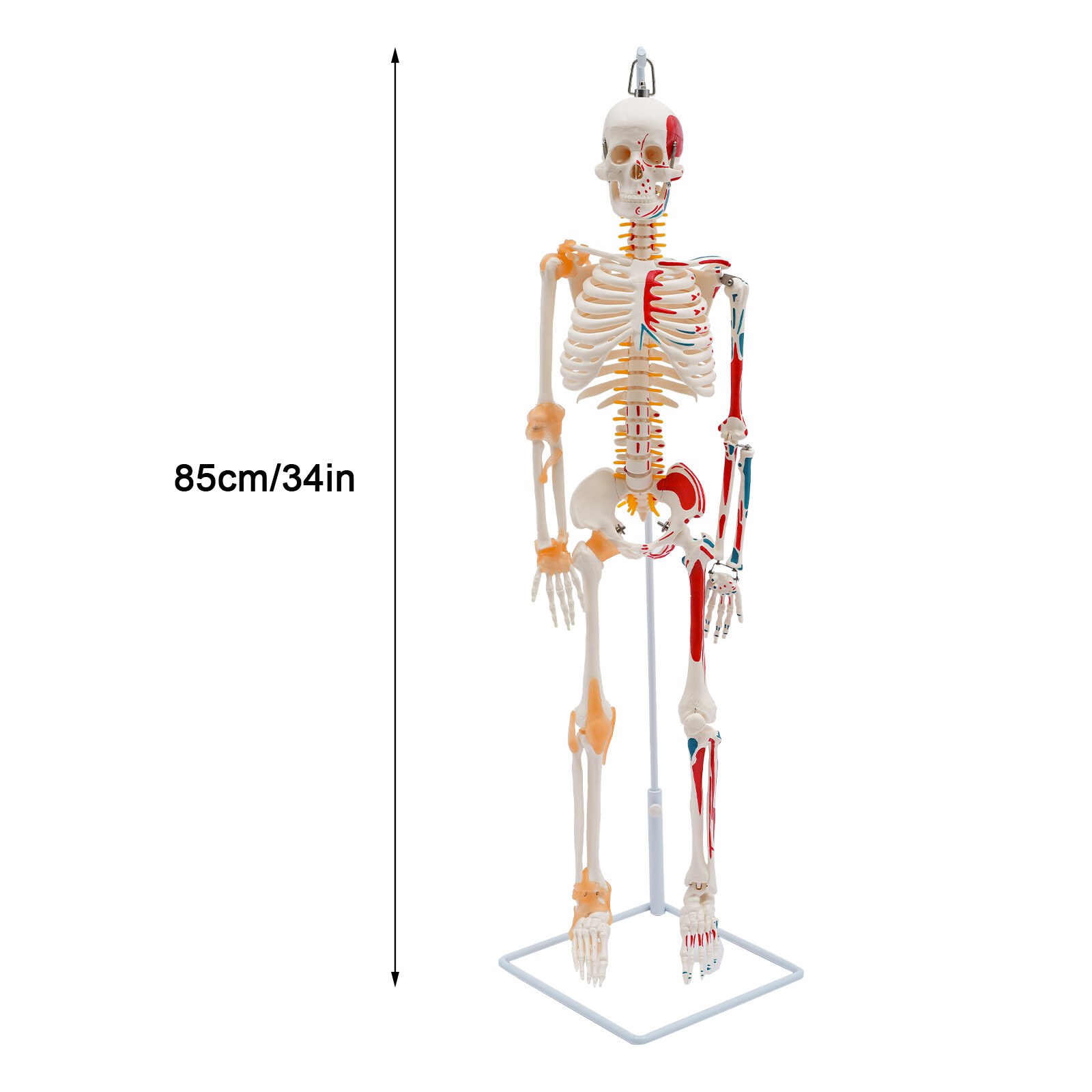 34″ Hanging Style Human Skeleton Model For Doctors’ Office or Anatomy Classroom