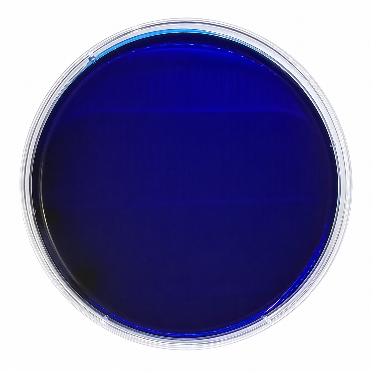 Pre Poured Sterile Agar Plates – 10 Count Malt Extract | MEA | 90mm Petri Dishes