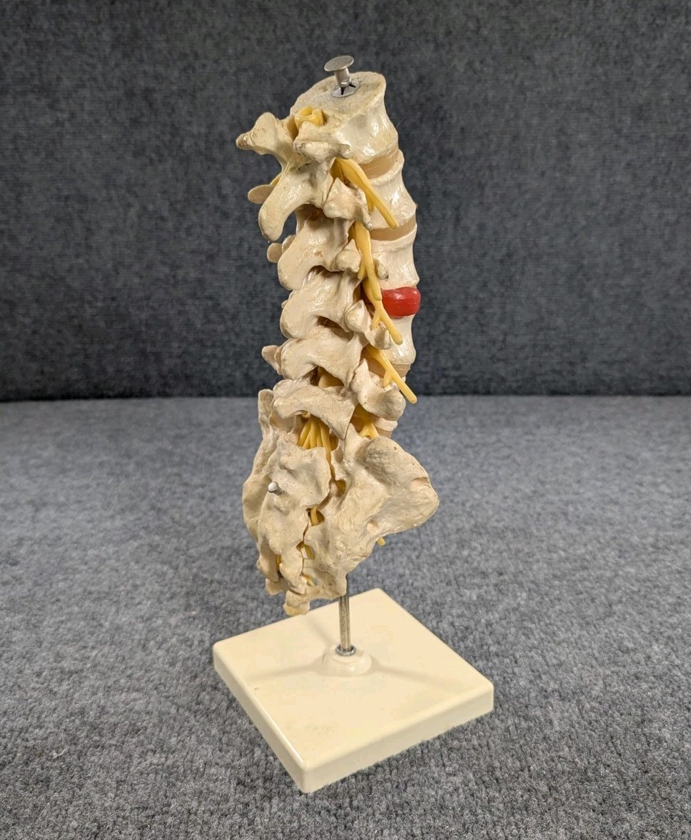Human Lumbar Spinal Column 3B Scientific Anatomical Model Anatomy West Germany