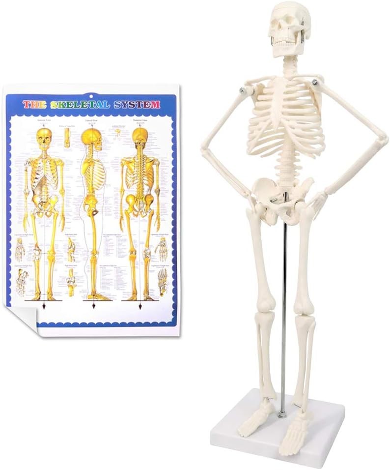 17.7“ Human Skeleton Model for Anatomy,Movable Arms Legs Bones Structures,Who…