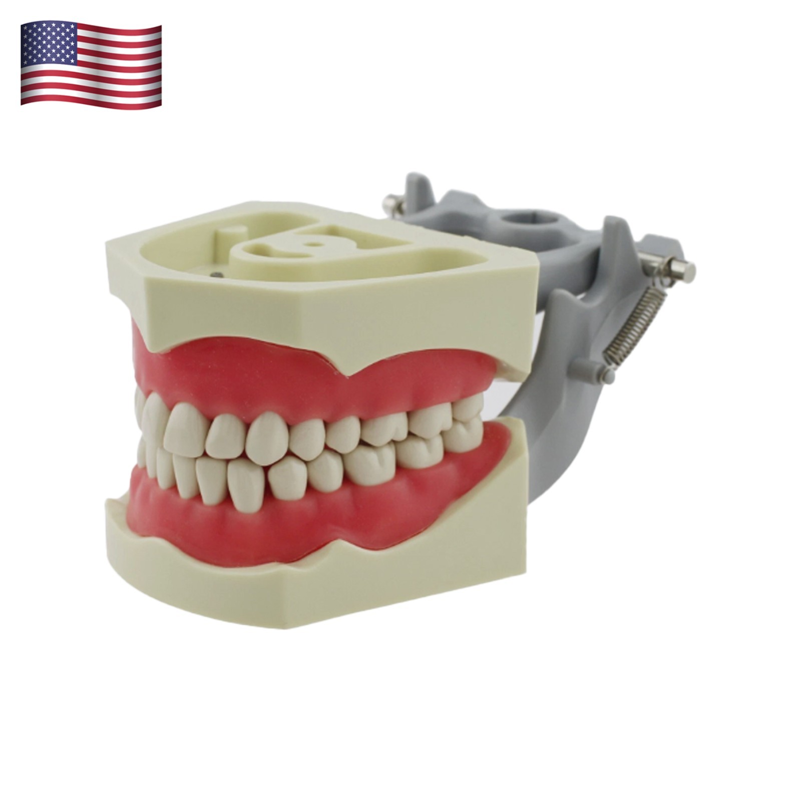 US Dental Typodont Teeth Models fit Kilgore NISSIN 200/500 Type & Columbia 860