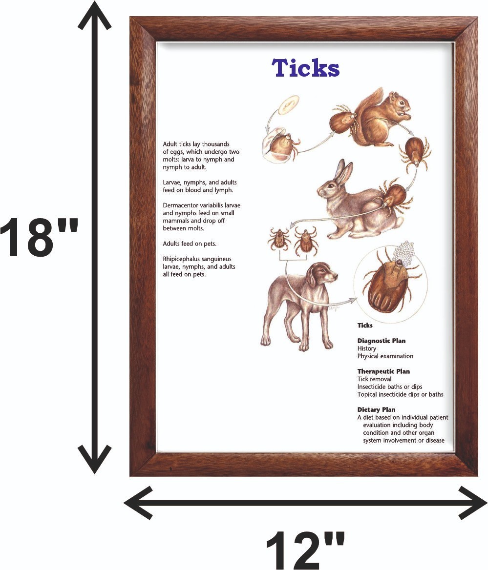 Ticks Chart 12×18 inches