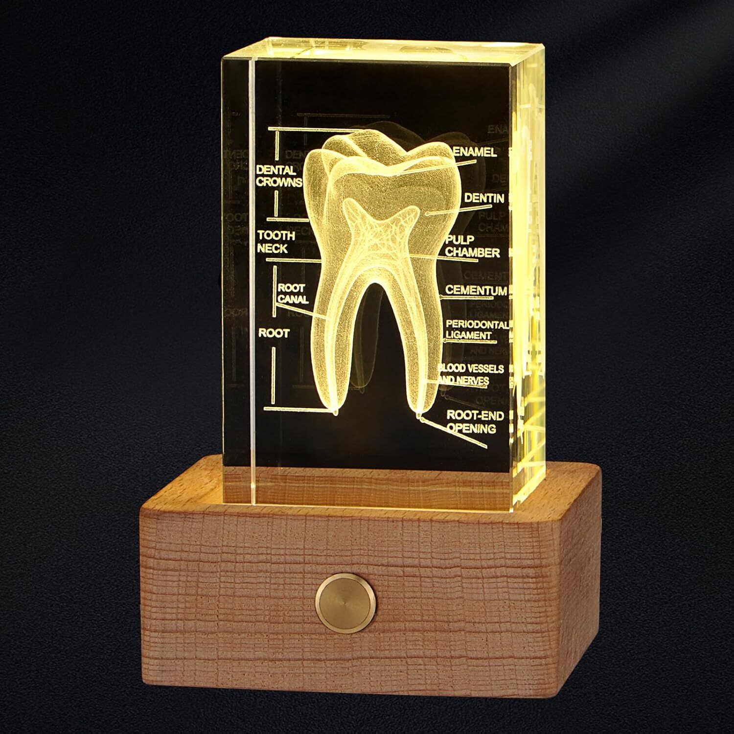 3D Crystal Human Tooth Model Black Gift Packaging for Home and Office Decoration