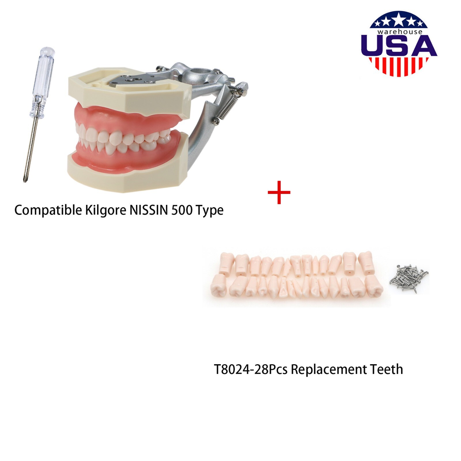 Dental Kilgore NISSIN 28/32 Pcs Type Teeth Typodont Model With Removable Teeth