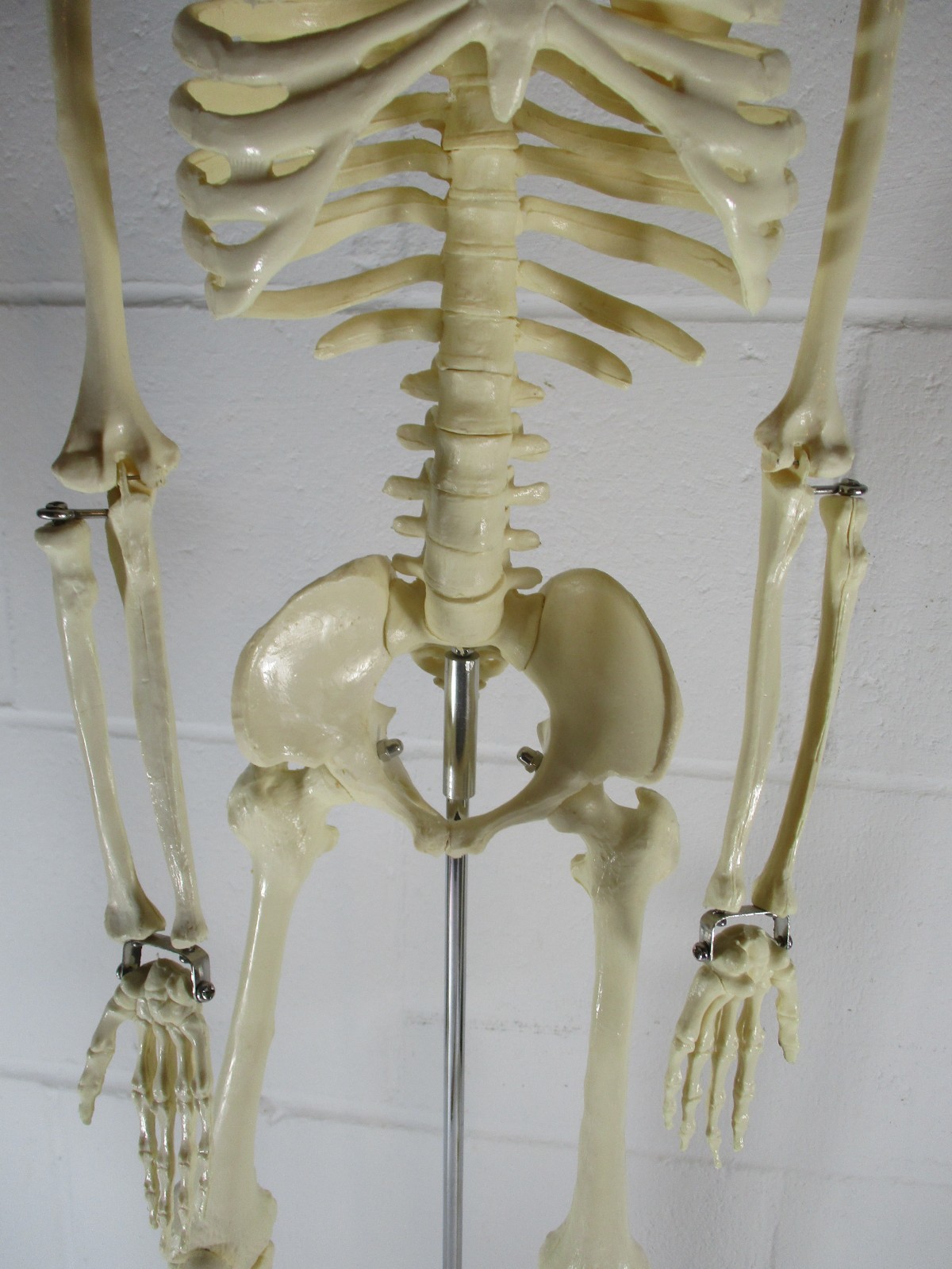 A 32″ TALL ARTICULATED PLASTIC HUMAN SKELETON, UPRIGHT ON METAL STAND, PERFECT