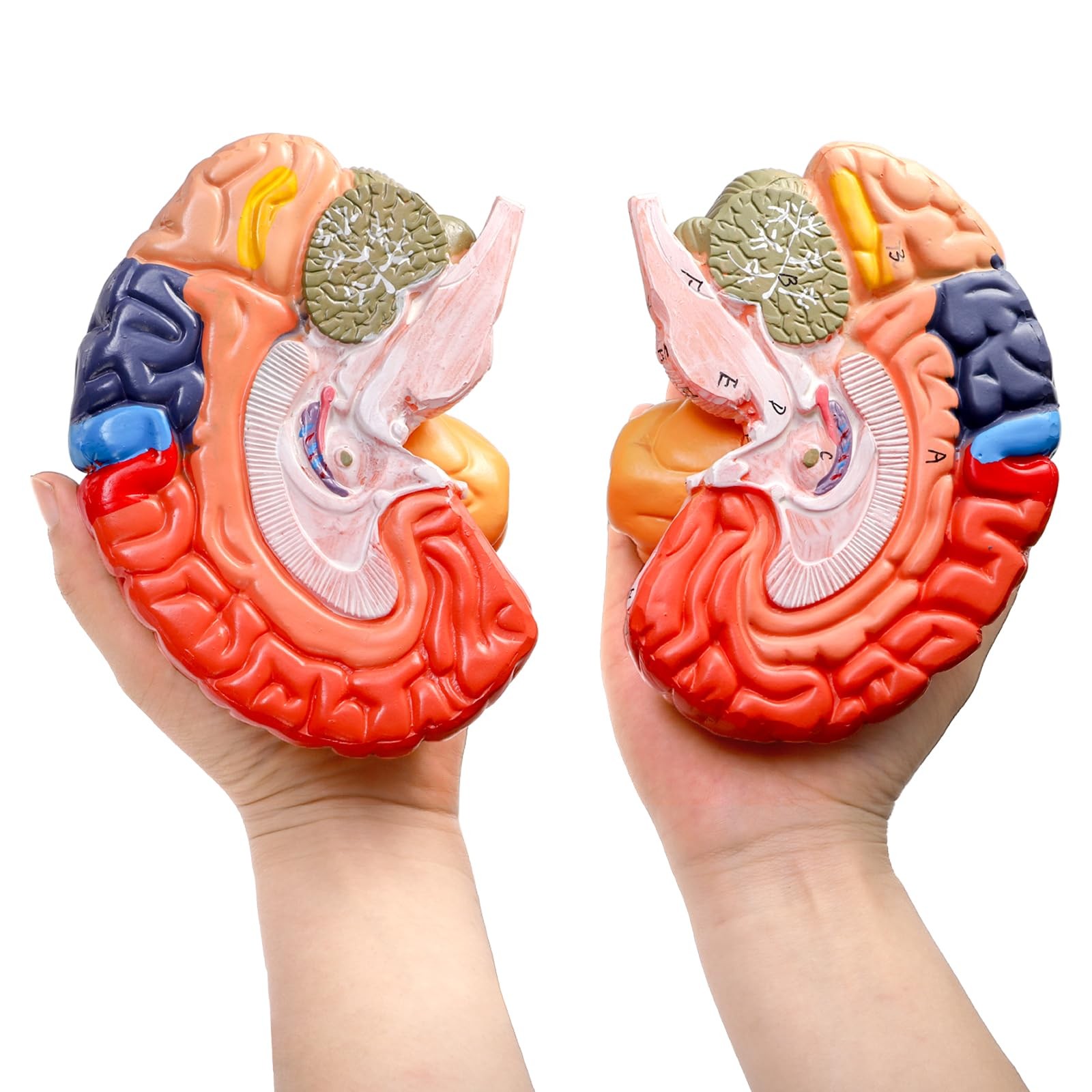 ZENFUN Life-Size Human Brain Anatomical 8*6.7*5.9 inches, Red, Blue, Yellow,
