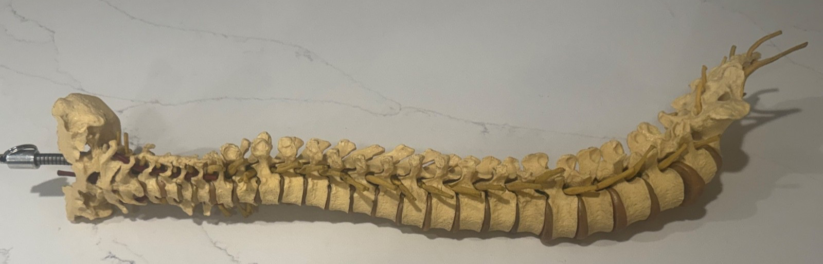 ANNATOMICAL ANATOMY 24″ HUMAN VERTEBRAL COLUMN SPINE WITH SACRUM MODEL