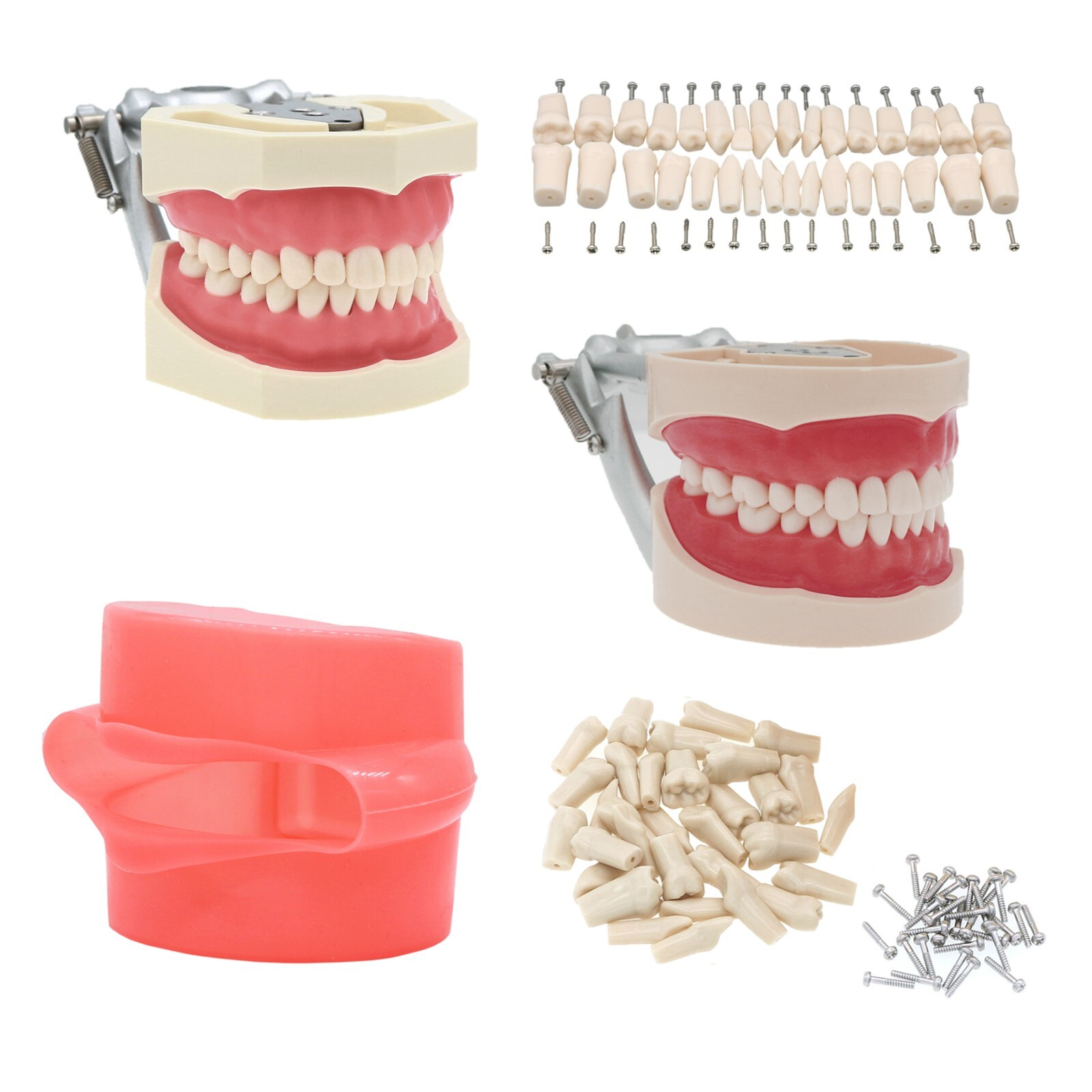 Dental Typodont Teeth Model fit Kilgore NISSIN 200/500 Type With Removable Teeth