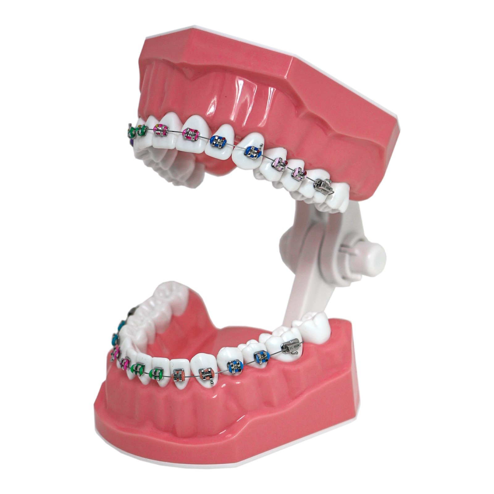 US M7010-2 Dental Typodont 1:1 Teeth Brushing Model With Orthodontic Bracket