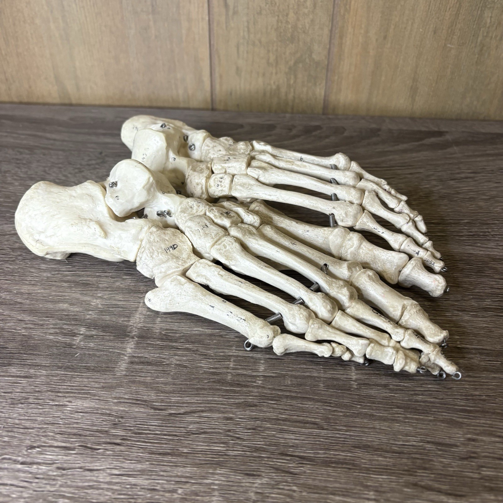 VTG Foot Feet Skeleton Anatomical Model Left Right Adult Podiatrist Med Student