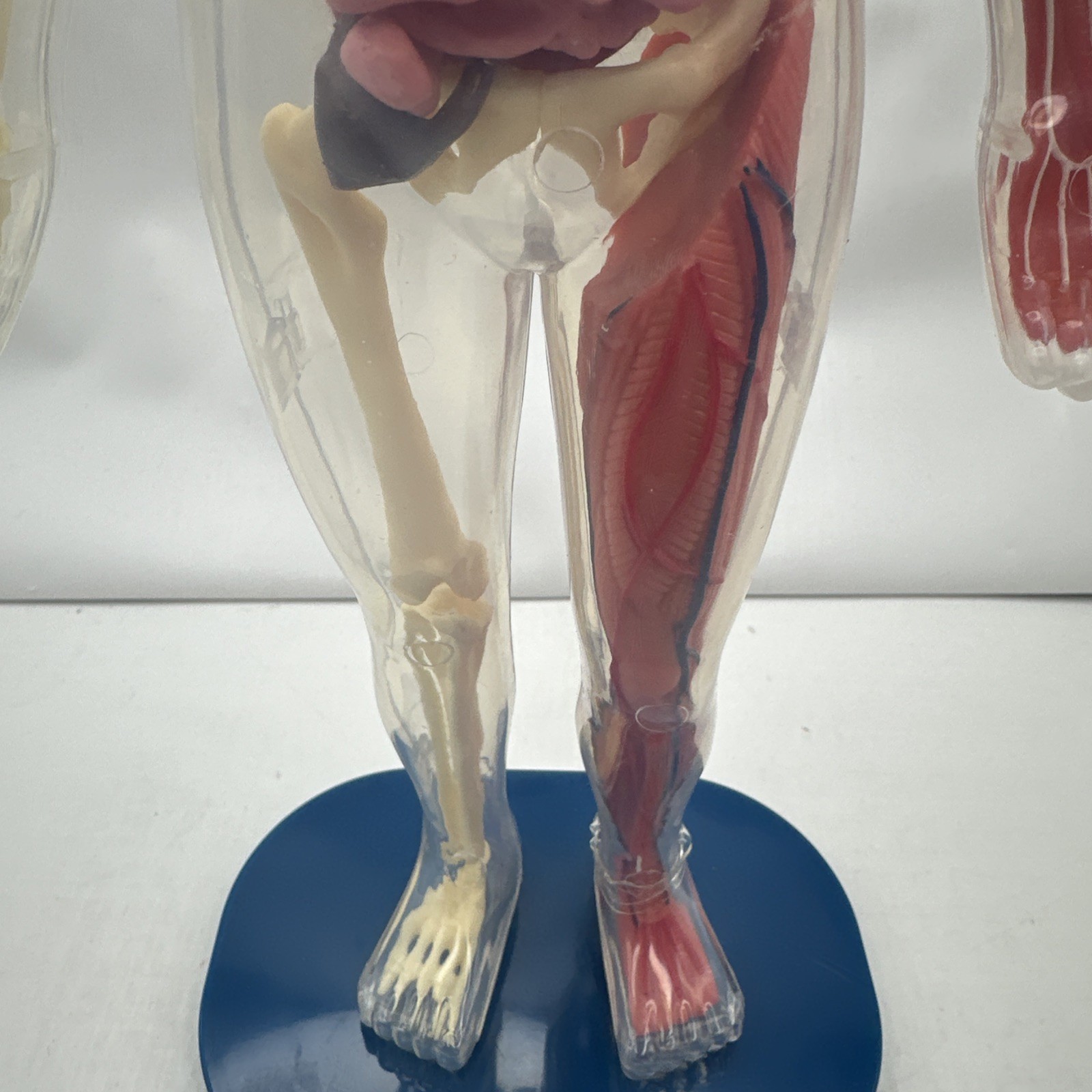 Human Body Model Anatomy Heart Brain Skeleton Muscles Lungs Student 13″