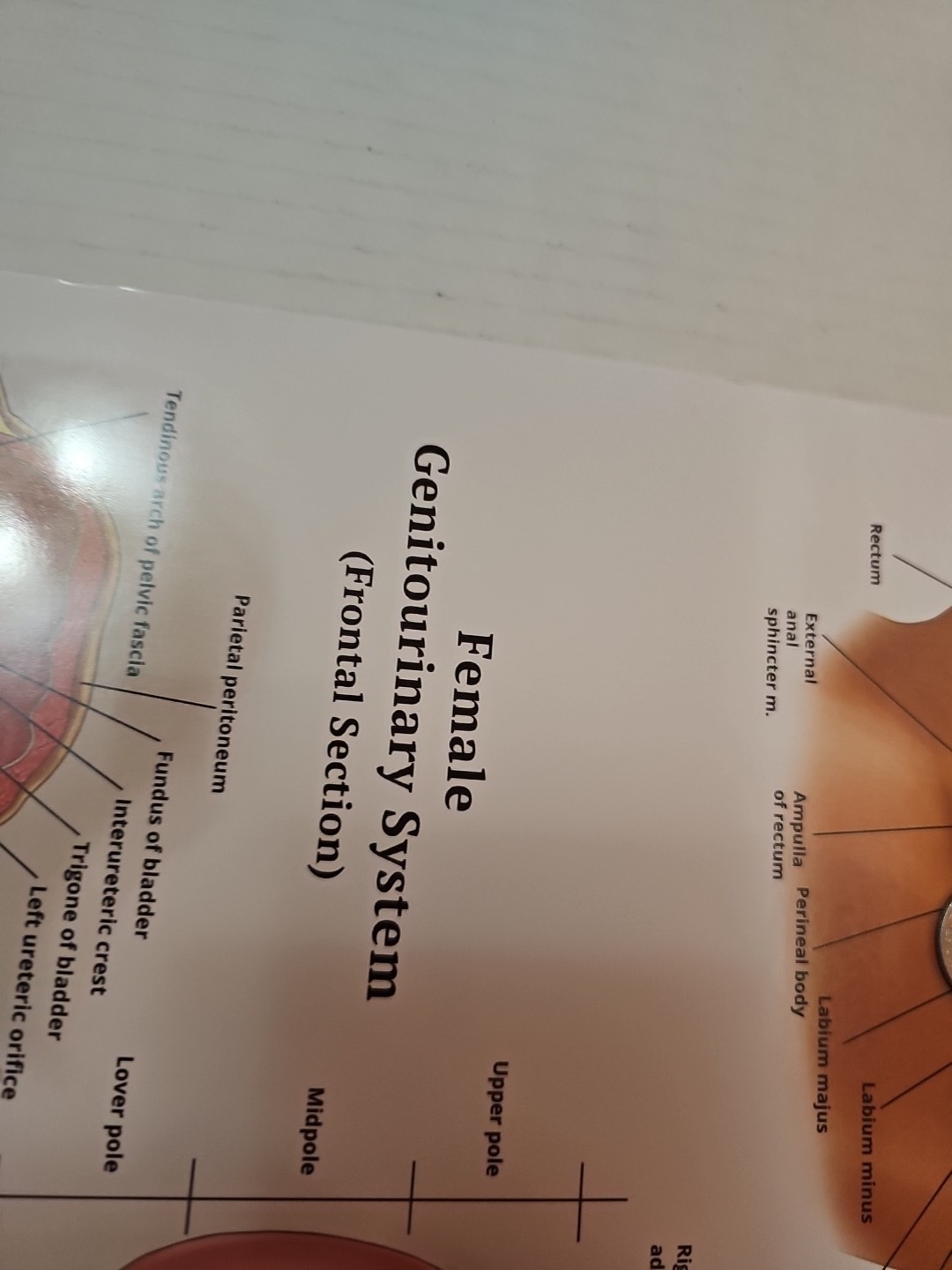 The Urinary System – 2 Sided MEDICAL Poster 29.5″ x 17.5″ In. Art Of Science Vtg