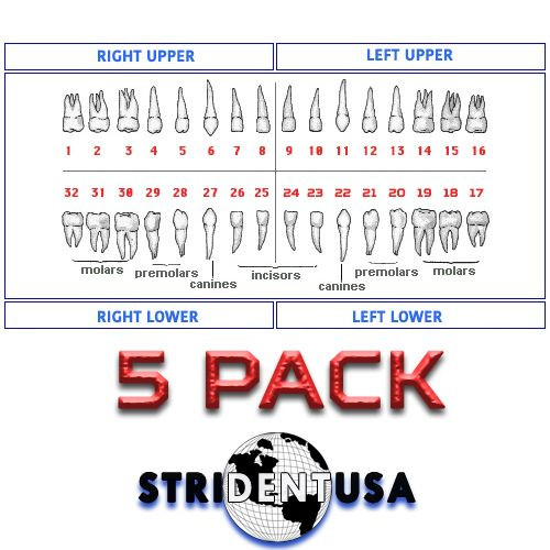 Ivorine Teeth Typodont 860 – Cavity Prep 5 PACK Compatible w/ Columbia 860 Brand