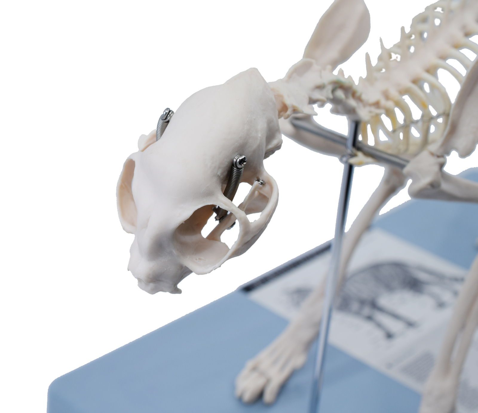 Eisco Labs Adult Cat Skeletal System, Anatomical Model, 8.25″ Tall