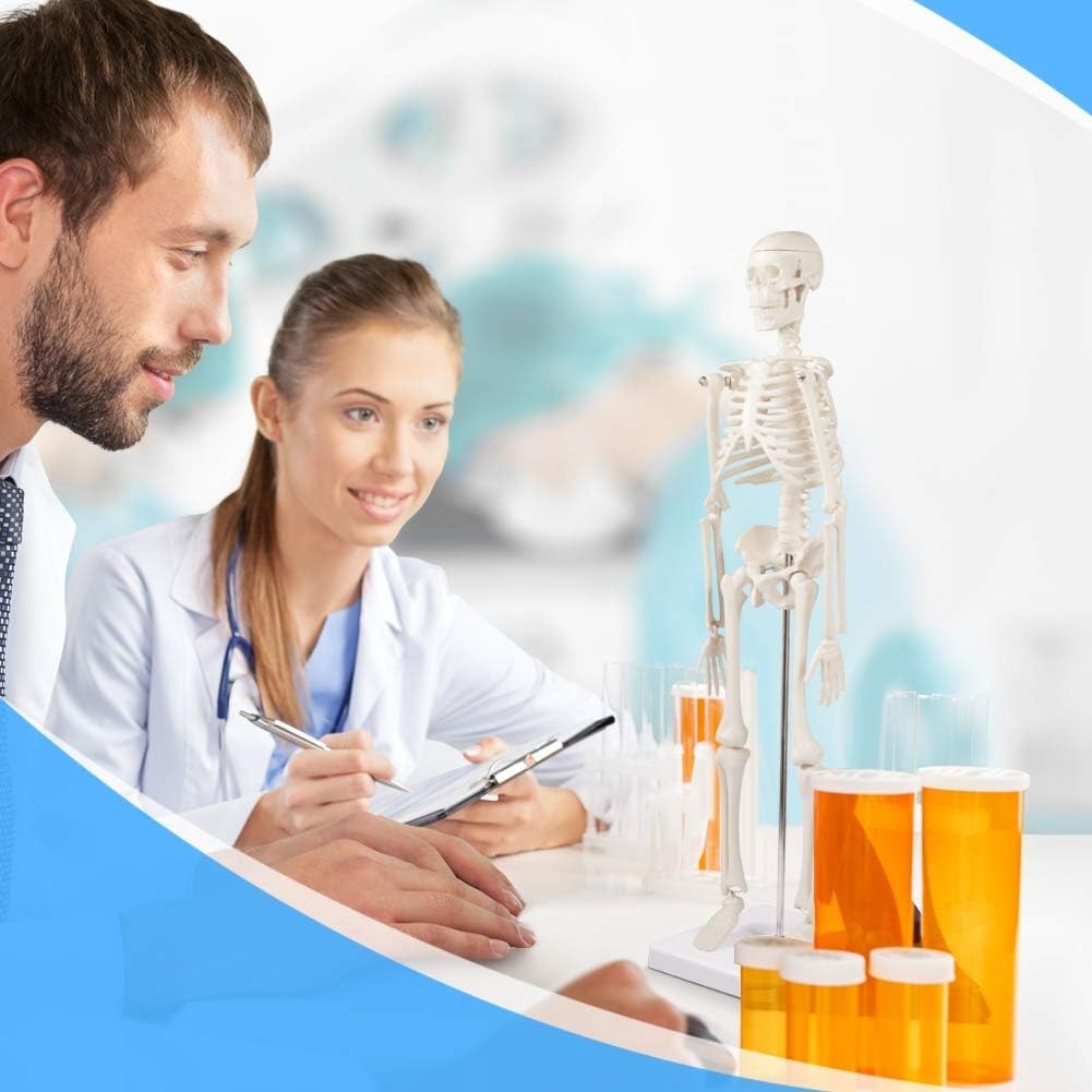 Educational 17 Inch Skeleton Model with Articulated Arms and Legs for Classrooms