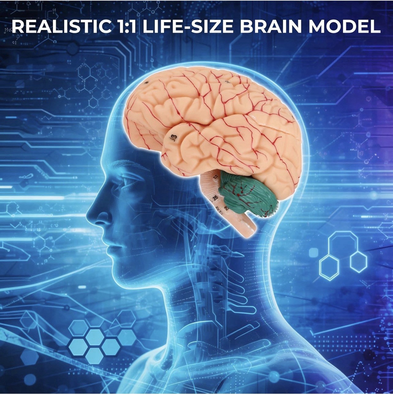 Human Brain Anatomy Model, 8-Part Life Size with Magnetic Detachable Structure