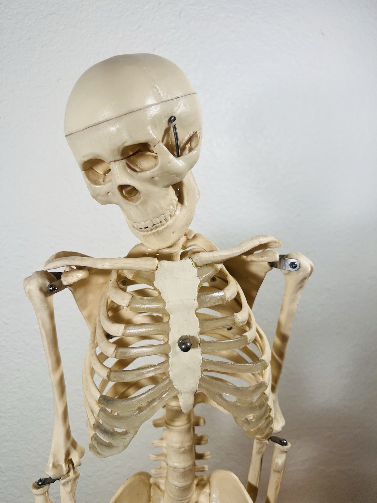 Human Anatomical Anatomy 33.5” Flexible Plastic Skeleton Medical Teaching Model