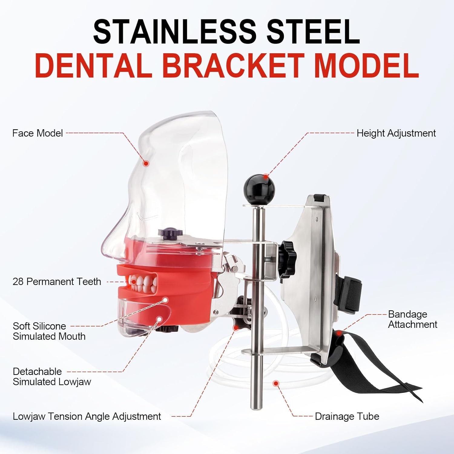 New Dental Simulator Mannequin Head Teeth Model Typodont Model &Teeth Mount Pole