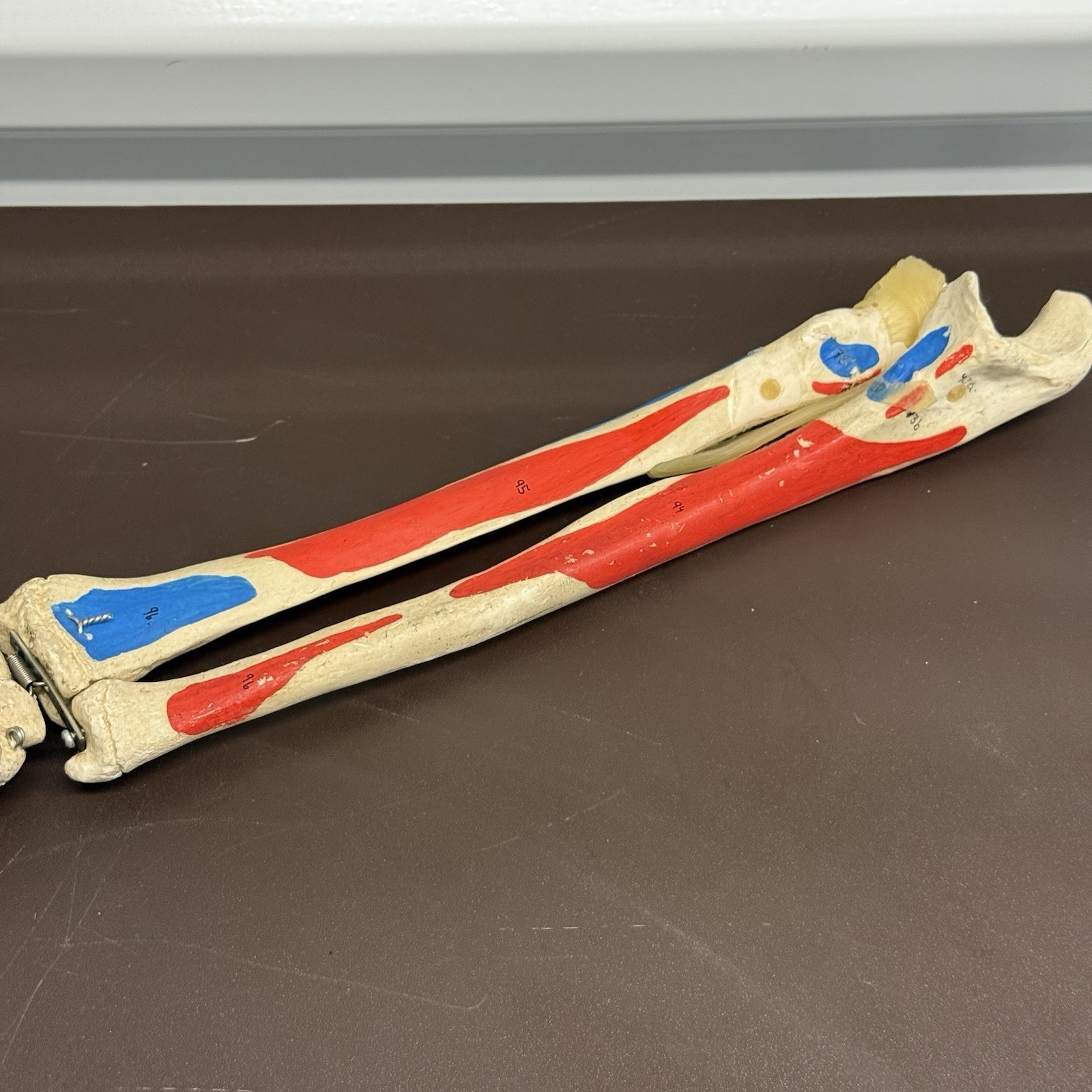 Human Arm Anatomical Skeleton Model Hand Bones Tendons Painted