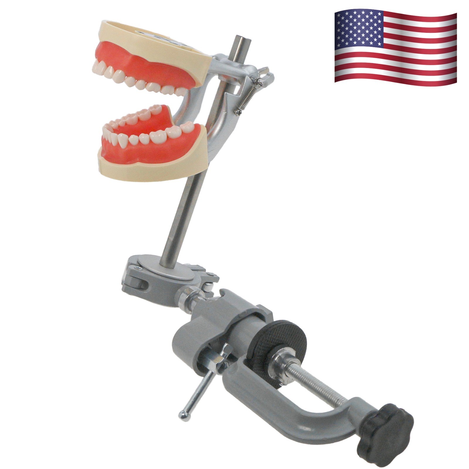 Kilgore Nissin 200/500 Dental Typodont Model With Removable Teeth Mounting Pole