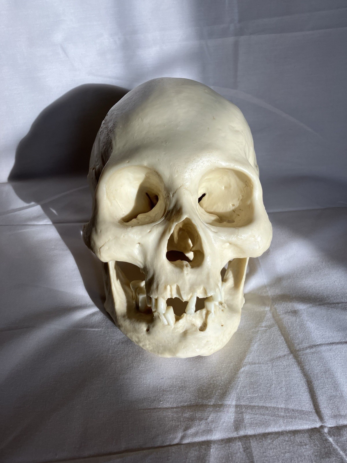 Bone Clones BC 213 Human Skull American Indian female – discontinued
