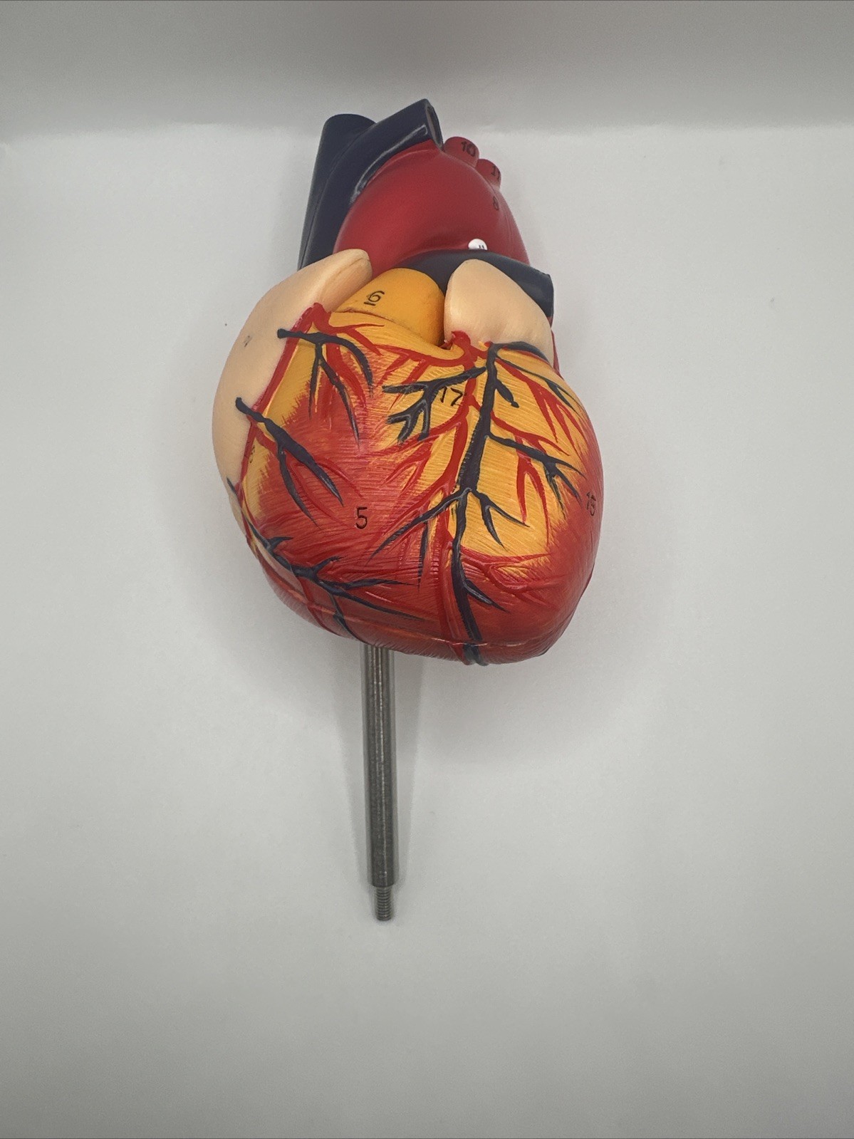 Anatomical Human Heart LifeSize 1:1 Model Medical Teaching Patient No Stand Used