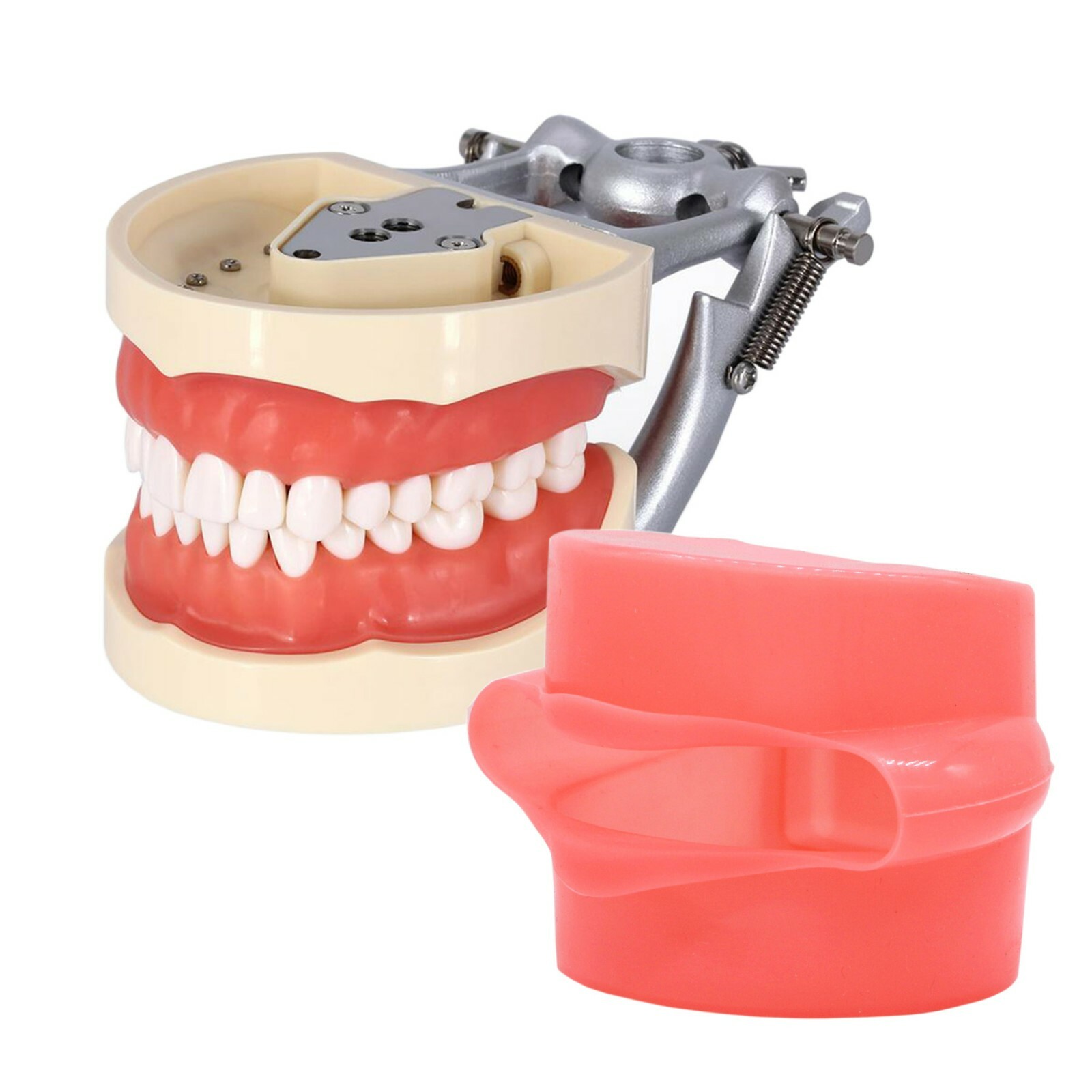 Dental Kilgore NISSIN Type 28/32 Pcs Teeth Typodont Model With Removable Teeth