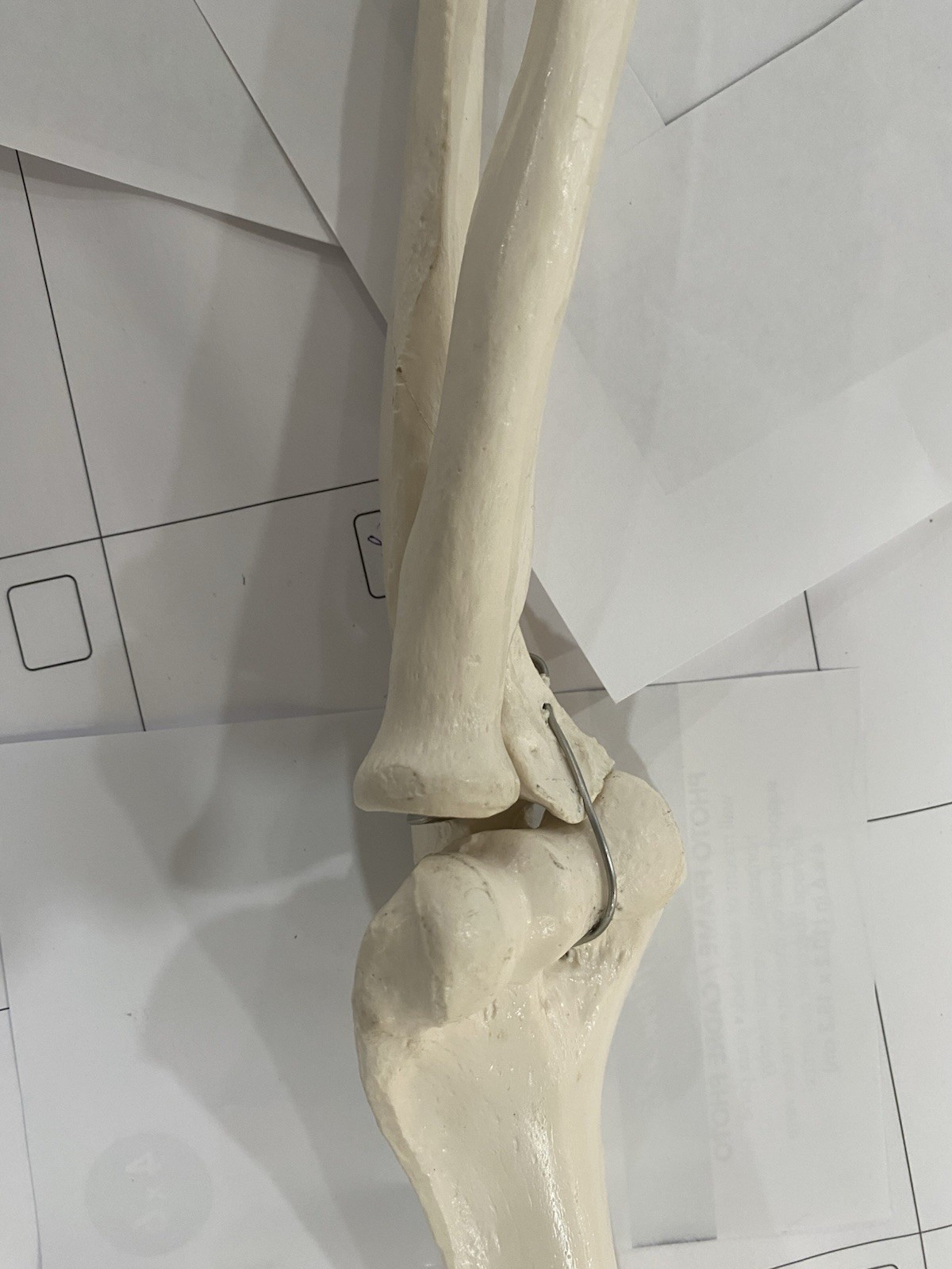 Human Arm Anatomical Skeleton Model with Elbow, and Hand Bones, Ulna, Radius