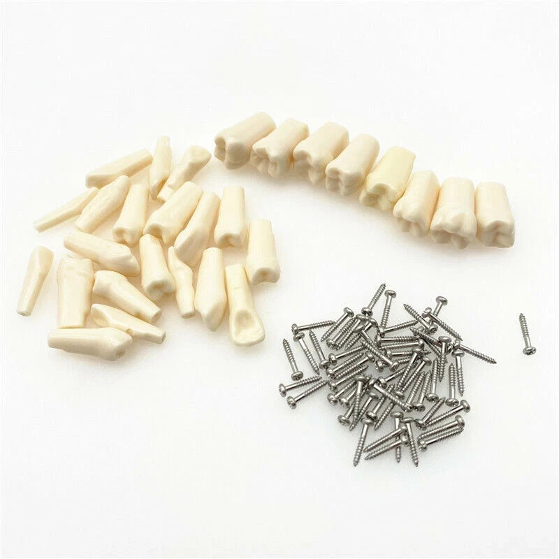 Dental Typodont Teeth Replacement Set of 28 Teeth Kilgore Nissin 500 Fit Screws