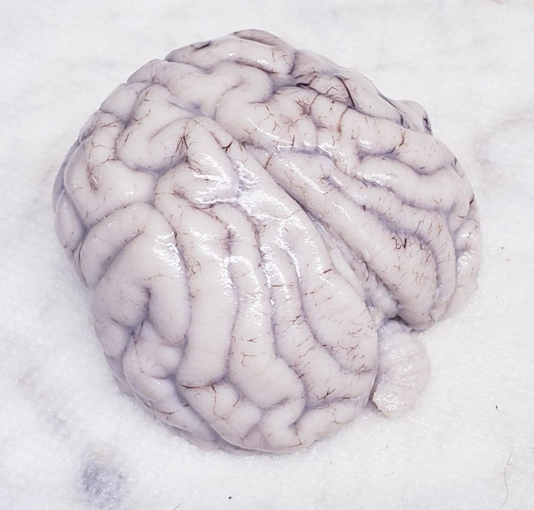 Preserved MAMMAL Brain Specimen! The bottom half has been cut as shown