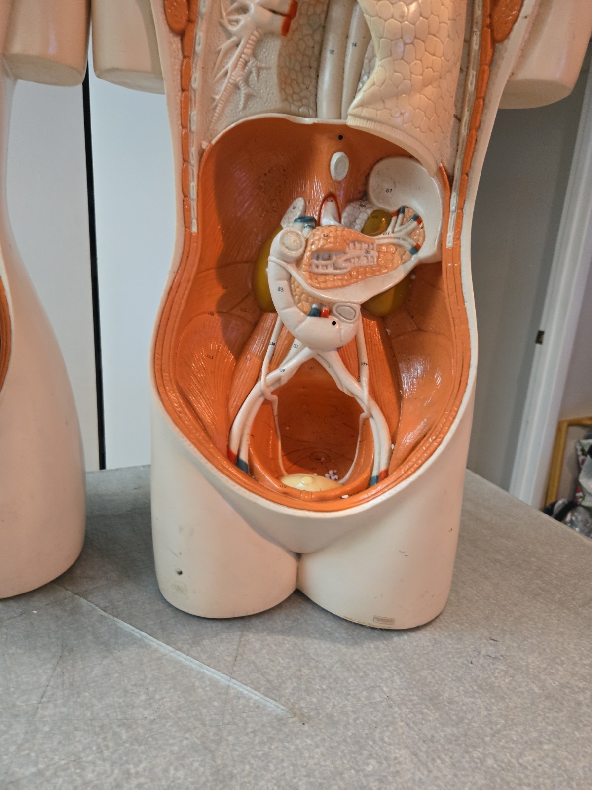 2 Qty Denoyer Geppert Anatomy Human Body Teaching Medical Torso Model. AS-IS