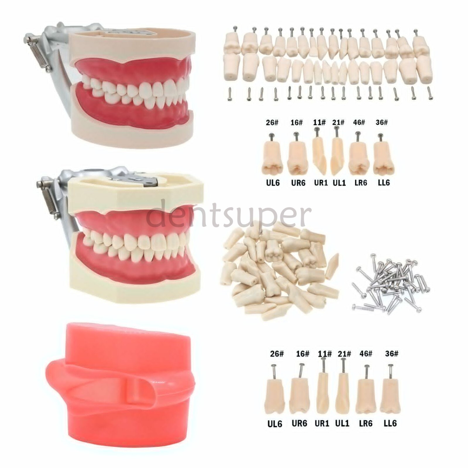 Dental Model With Screw-in Teeth fit Kilgore NISSIN 200/500 Type Typodont Model