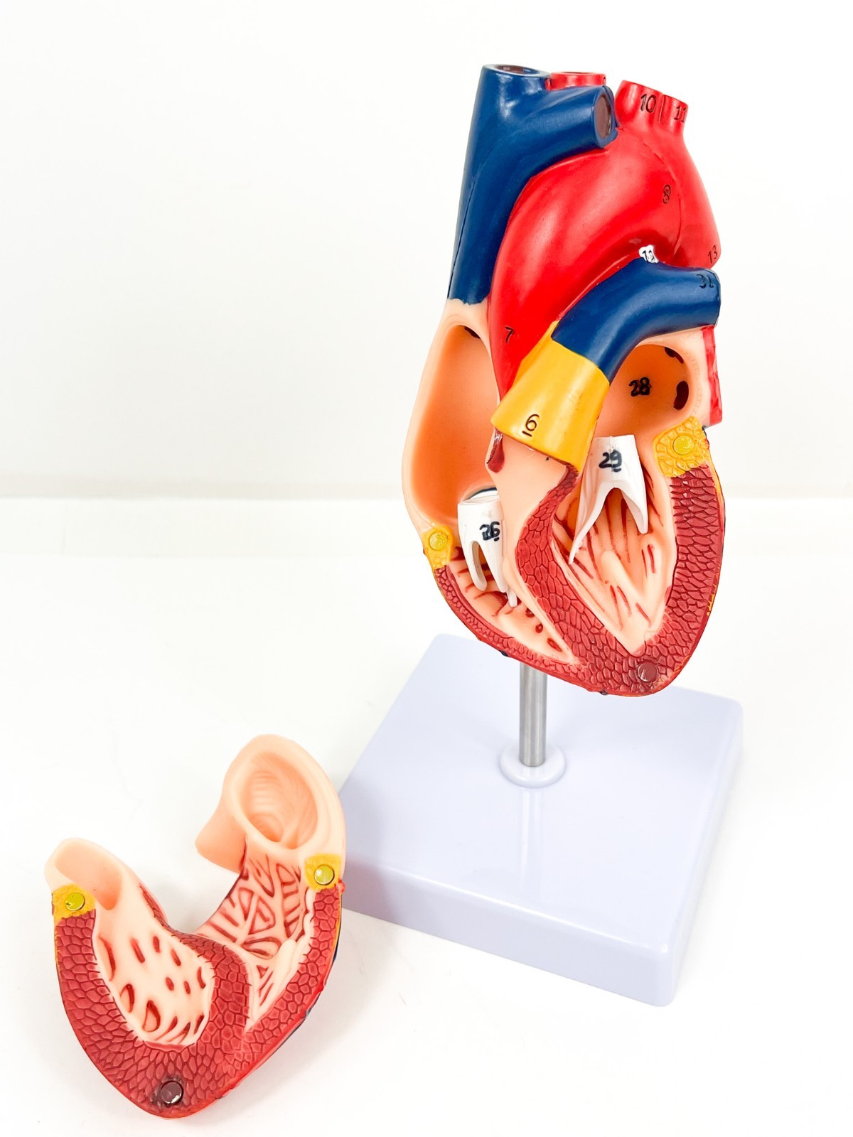 Anatomical Human Heart LifeSize 1:1 Model Medical Teaching Patient Counseling