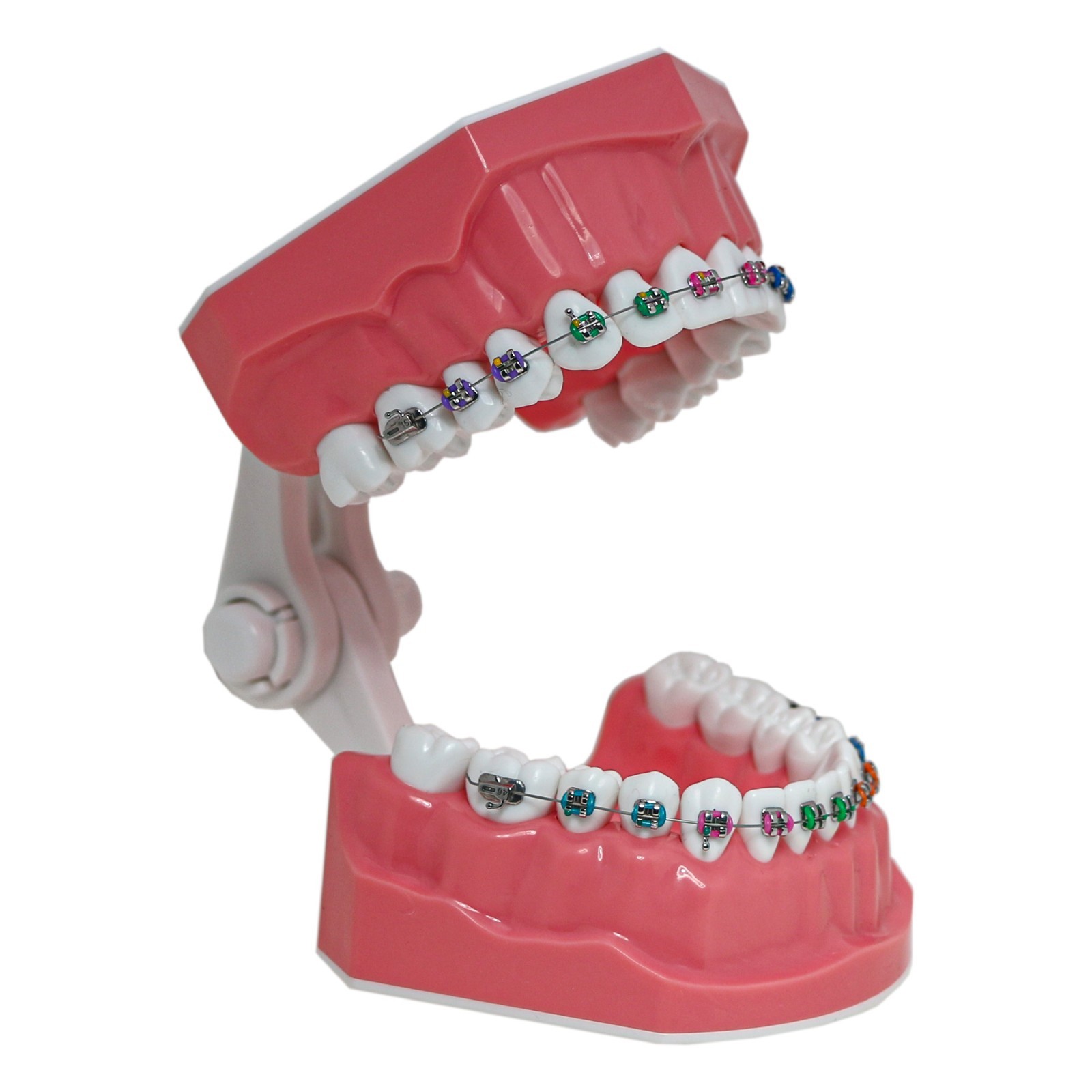 US Dental Orthodontic Typodont 1:1 Teeth Model M7010-2 with Brackets Braces