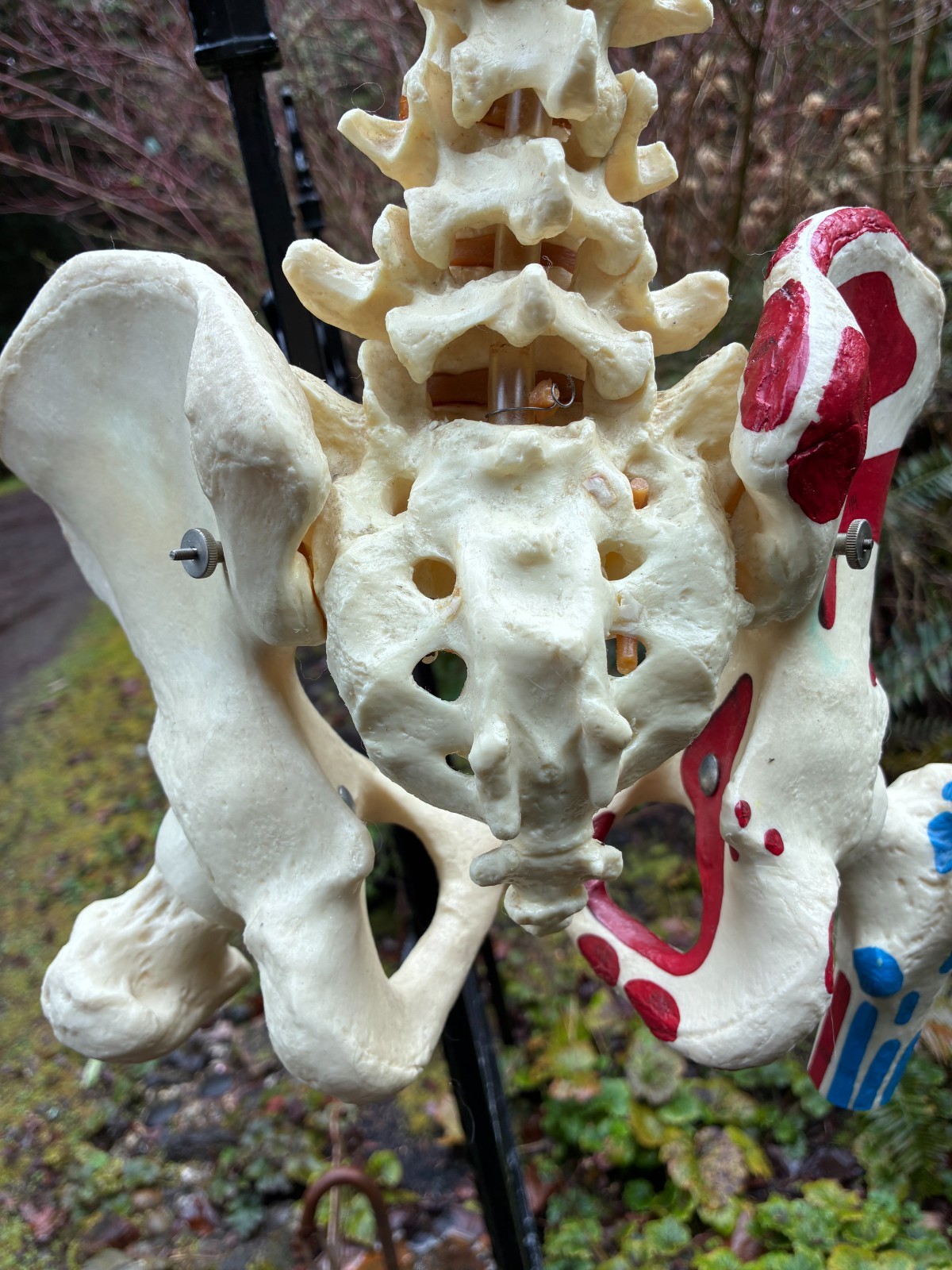 mcm 1960’s vintage medical school university 36″ scoliosis SPINE model~Halloween
