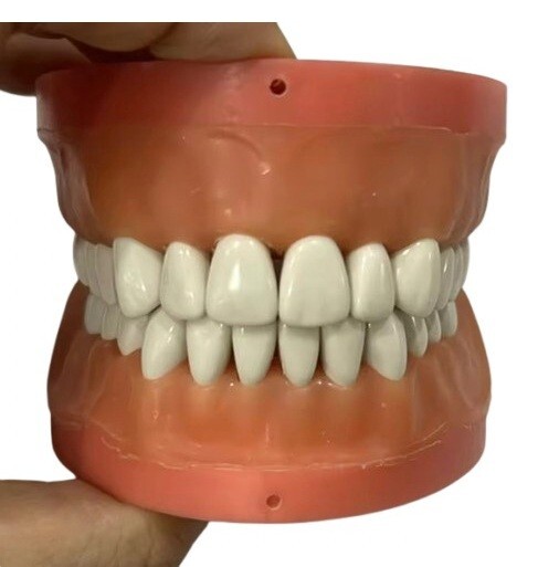 Resin Teeth #1 – #32 for Acadental Modupro Typodont [10 pcs]