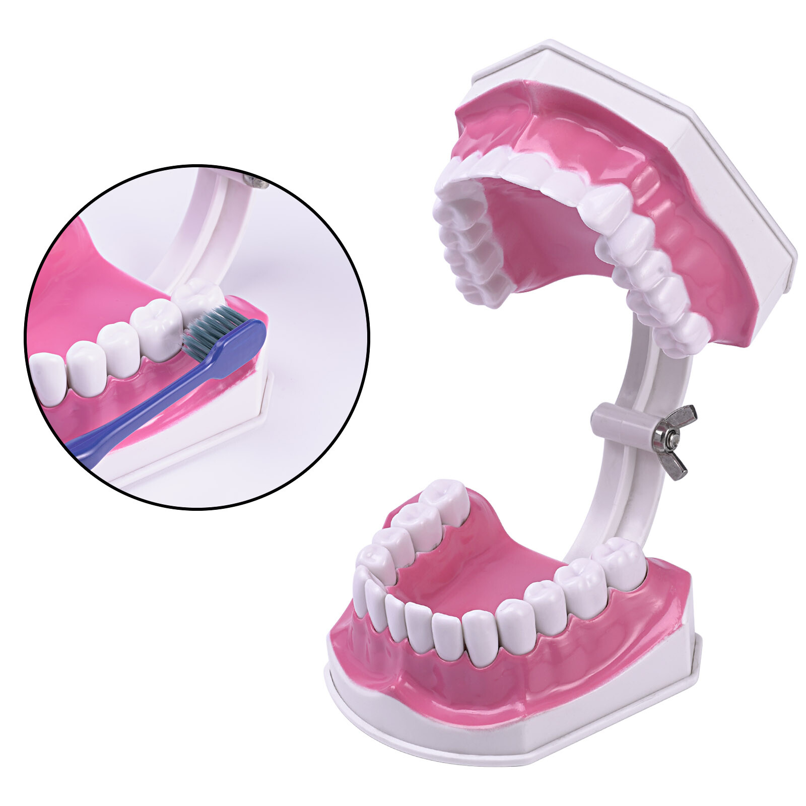 2 Times Enlarge Dental Teeth Model Includes Toothbrush Dental Education Supplies