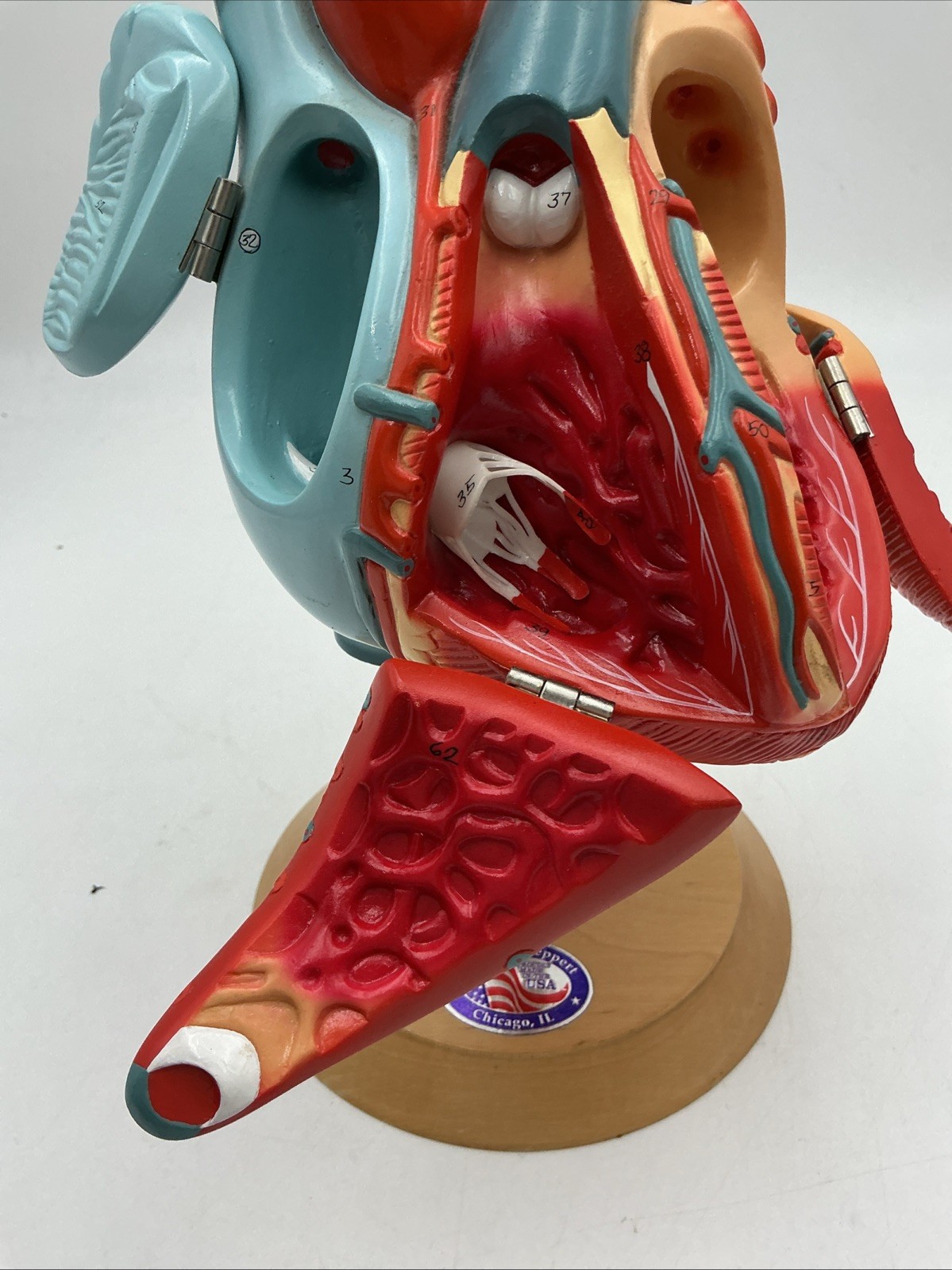 Denoyer Geppert Heart of America 0140-00 Anatomical Model Anatomy