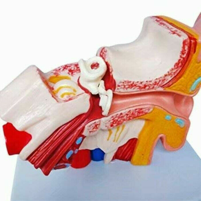 Human Ear Joint Simulation Model Medical Anatomy PVC Plastic Teaching Model USA
