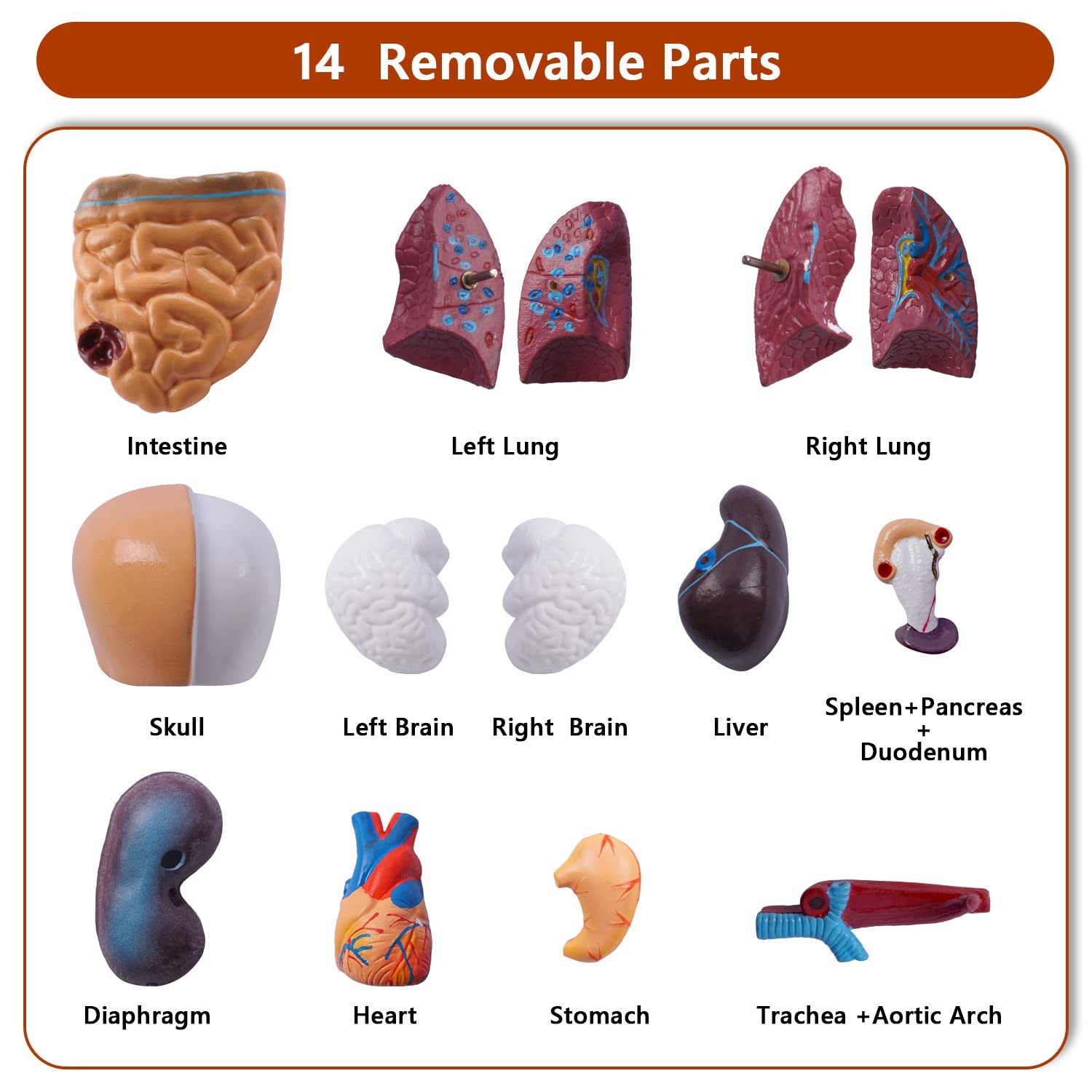 10.5inch Medical Torso Human Body Model Anatomy Doll 15 Removable Parts Educa…