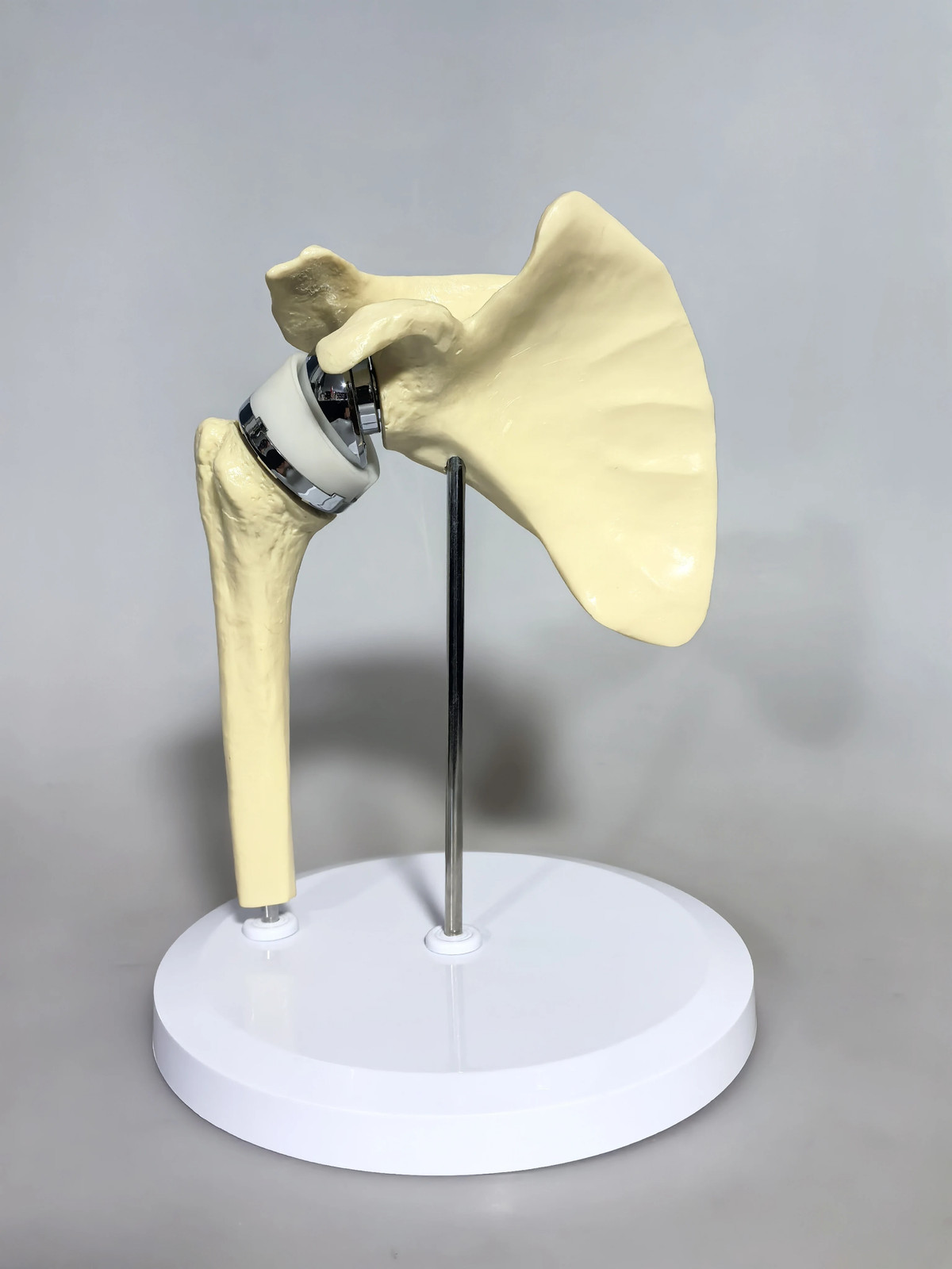 2025 New Artificial Shoulder Joint Manual Model High Quality Orthopedic Model