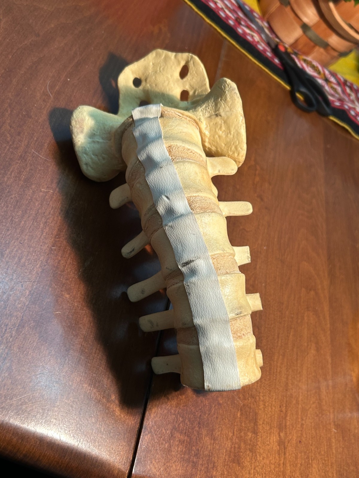 Sawbones Lumbar Spine Sacrum Model L1-L5 Vertebrae Orthopedic Medical Anatomy
