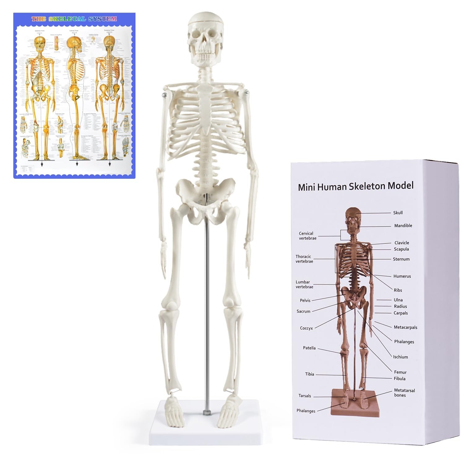 17″ Mini Human Skeleton Model – Anatomical Study Tool with Movable Arms & Legs,