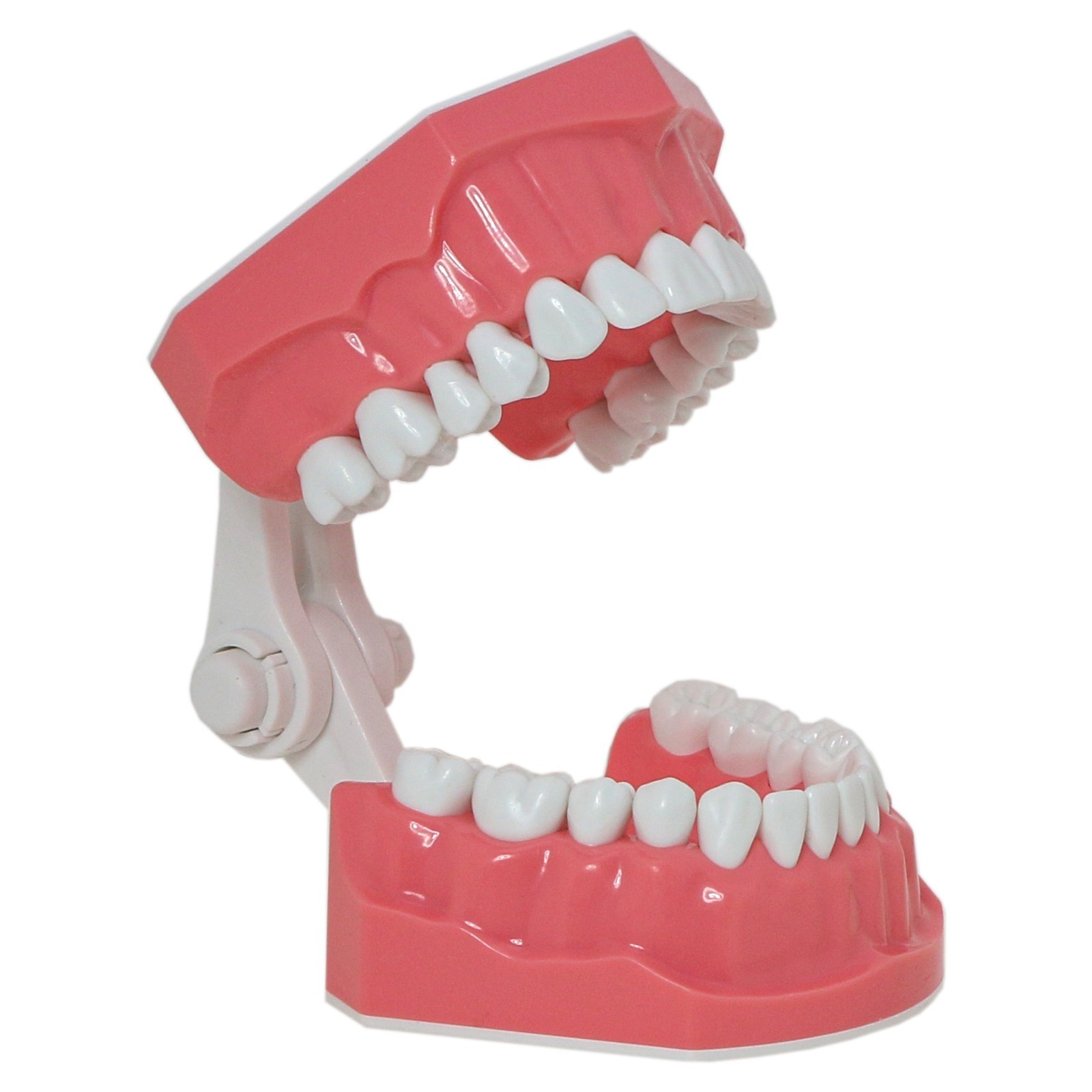 Dental Typodont Orthodontic Teeth Model with Brackets Brushing Flossing Practice