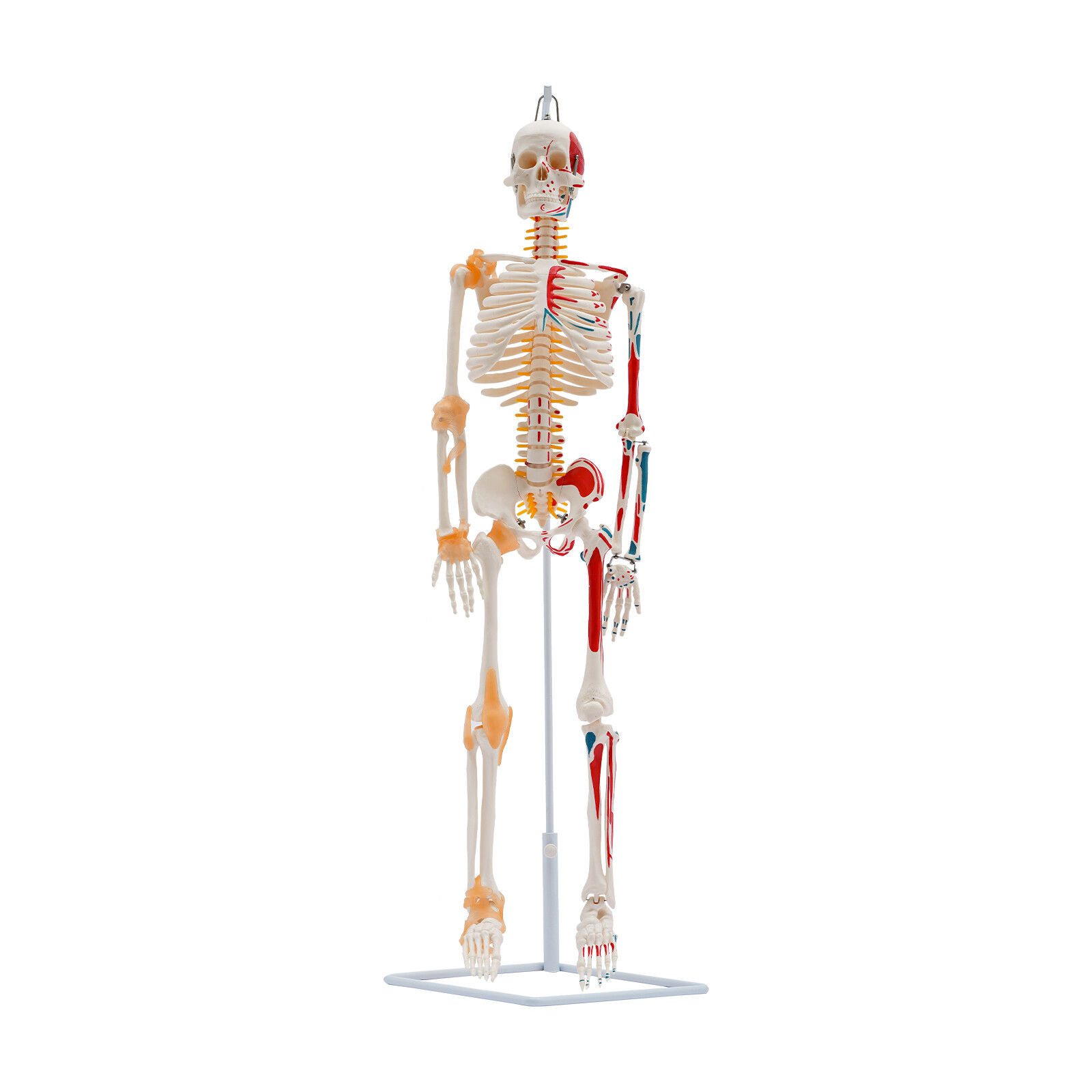 34″ Hanging Style Human Skeleton Model For Doctors’ Office or Anatomy Classroom