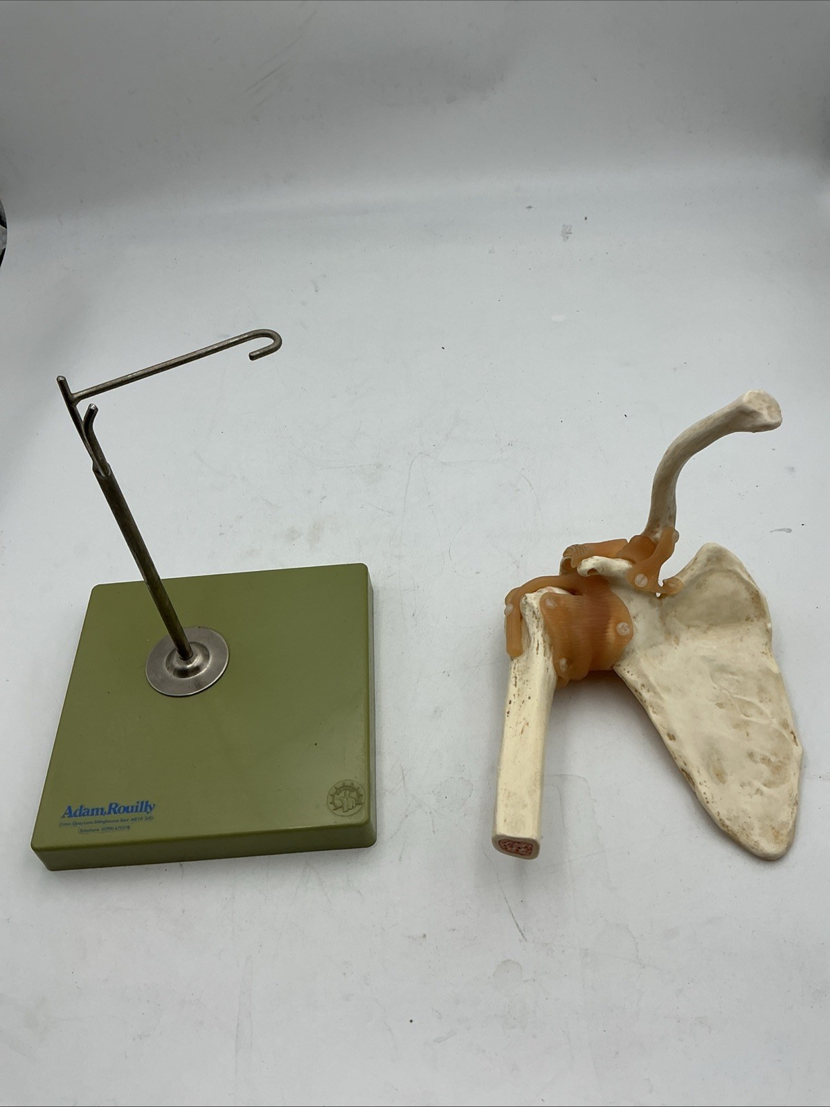 Somso NS53 Functional Shoulder Joint with Ligaments Anatomical Model NS 53