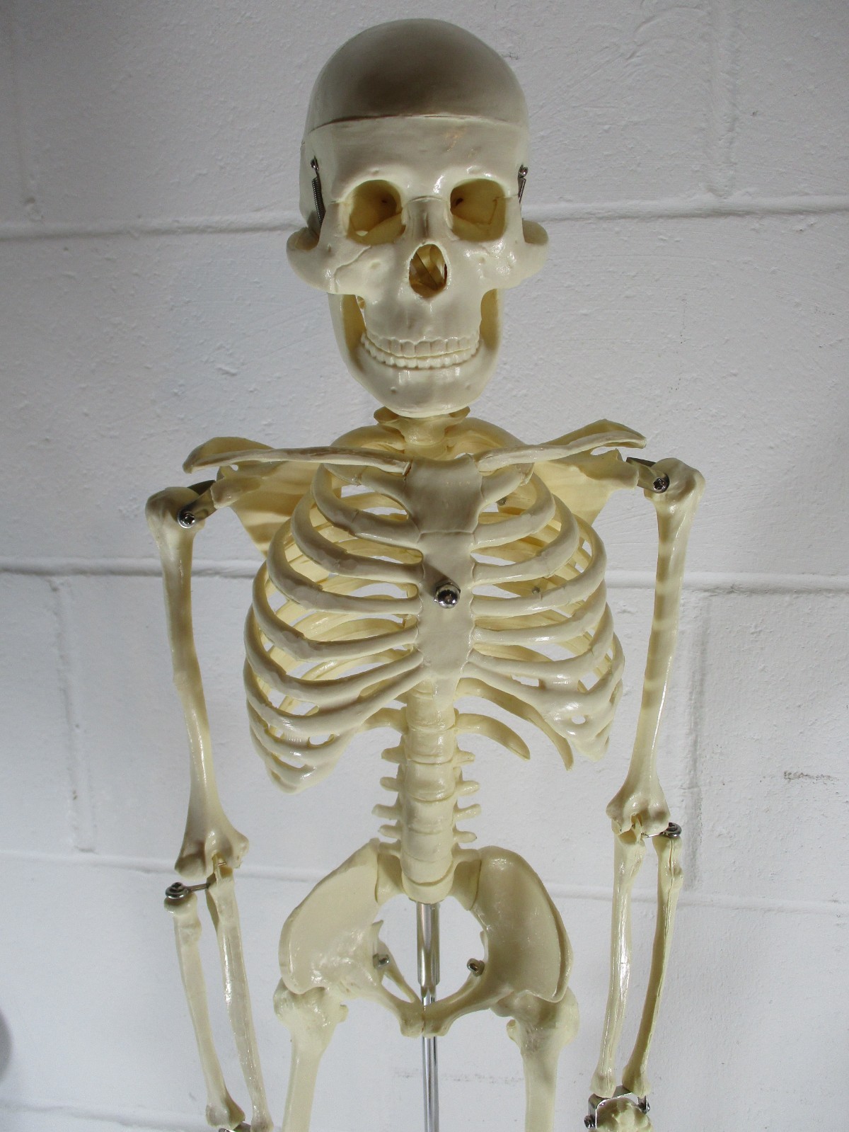 A 32″ TALL ARTICULATED PLASTIC HUMAN SKELETON, UPRIGHT ON METAL STAND, PERFECT