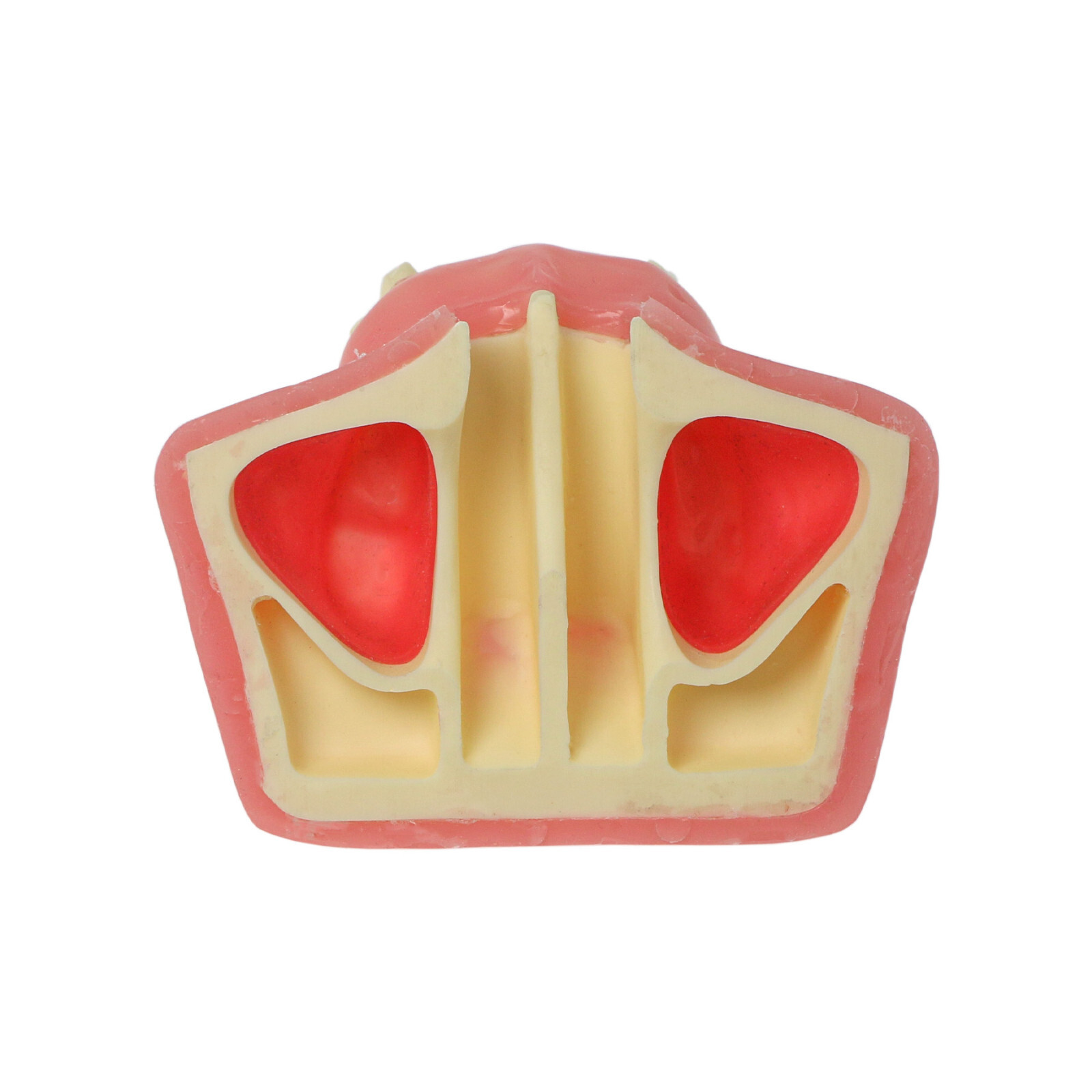Dental Maxillary Teeth Model Sinus Lift Implant Practice Study Teach Demo Model